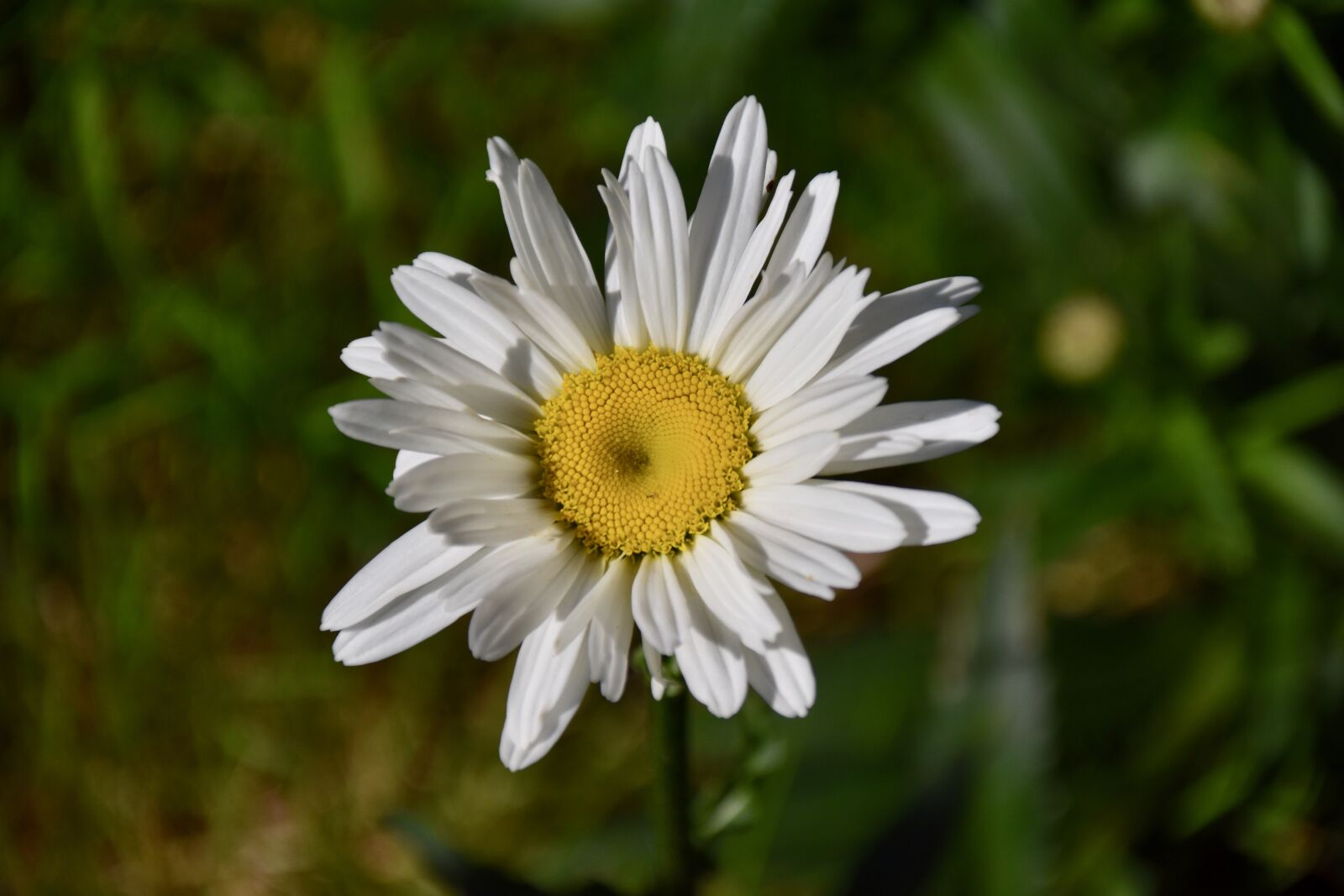 Nikon D5600 sample photo. Flower, flower daisies, flower photography