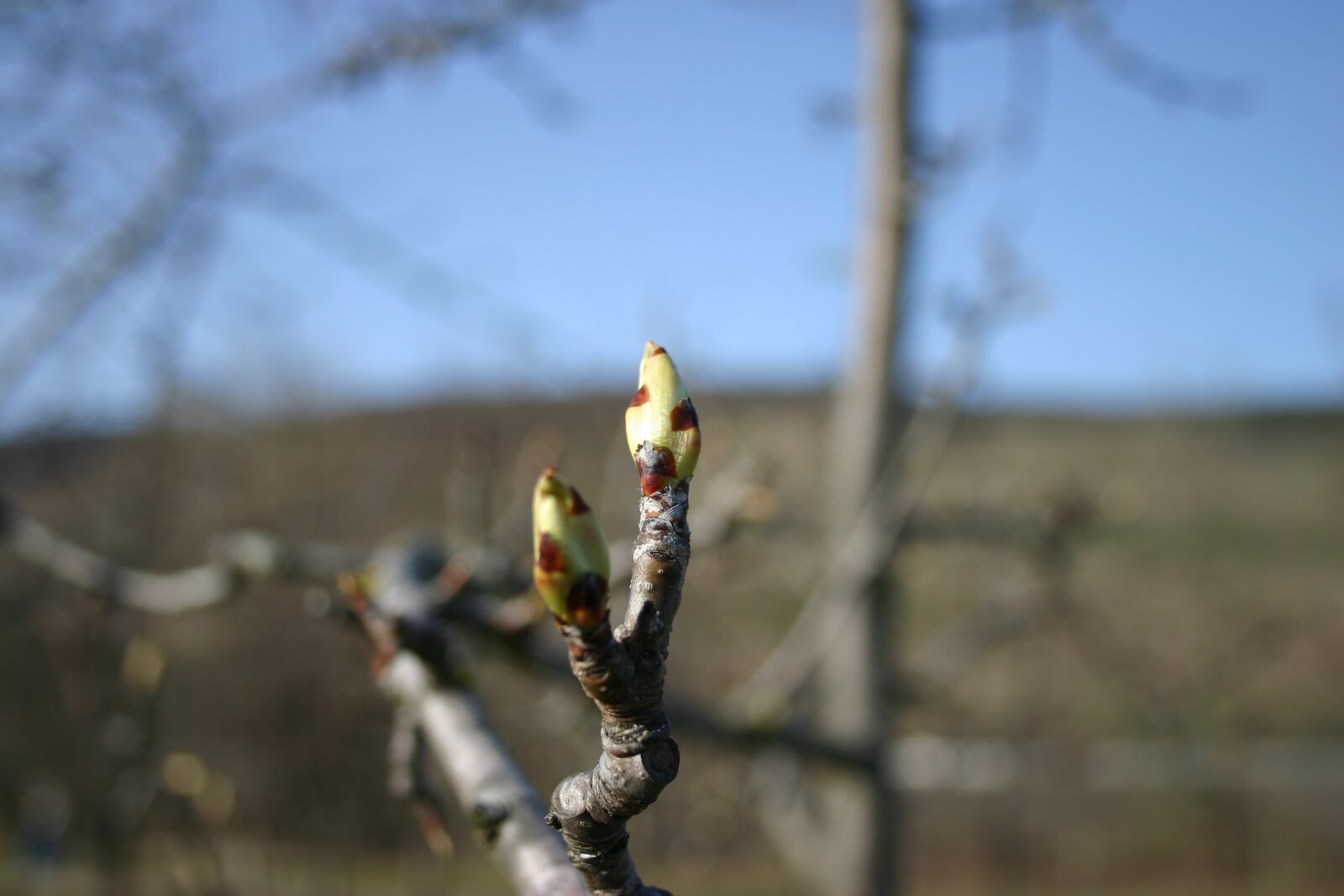 Canon EOS 300D (EOS Digital Rebel / EOS Kiss Digital) sample photo. Bud, tree, the beginning photography