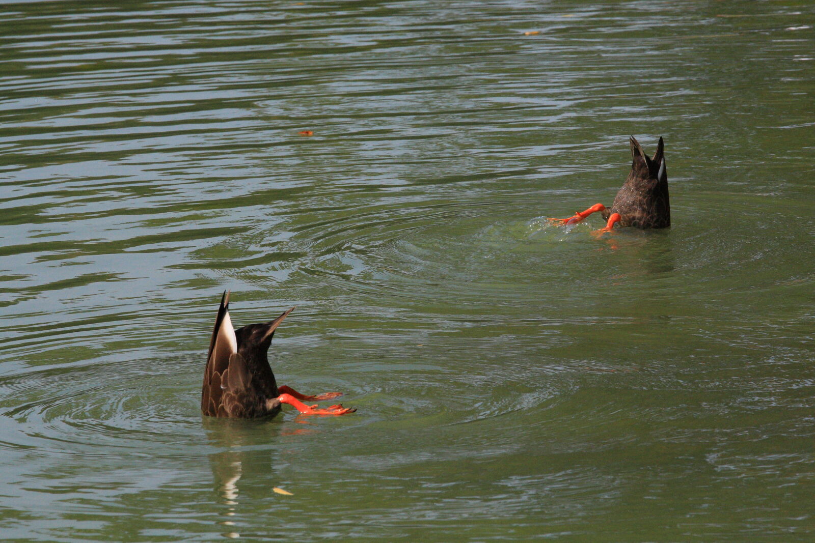 Canon EOS-1D Mark III + Canon EF 70-200mm F4L IS USM sample photo. Bird, birds, duck, swim photography