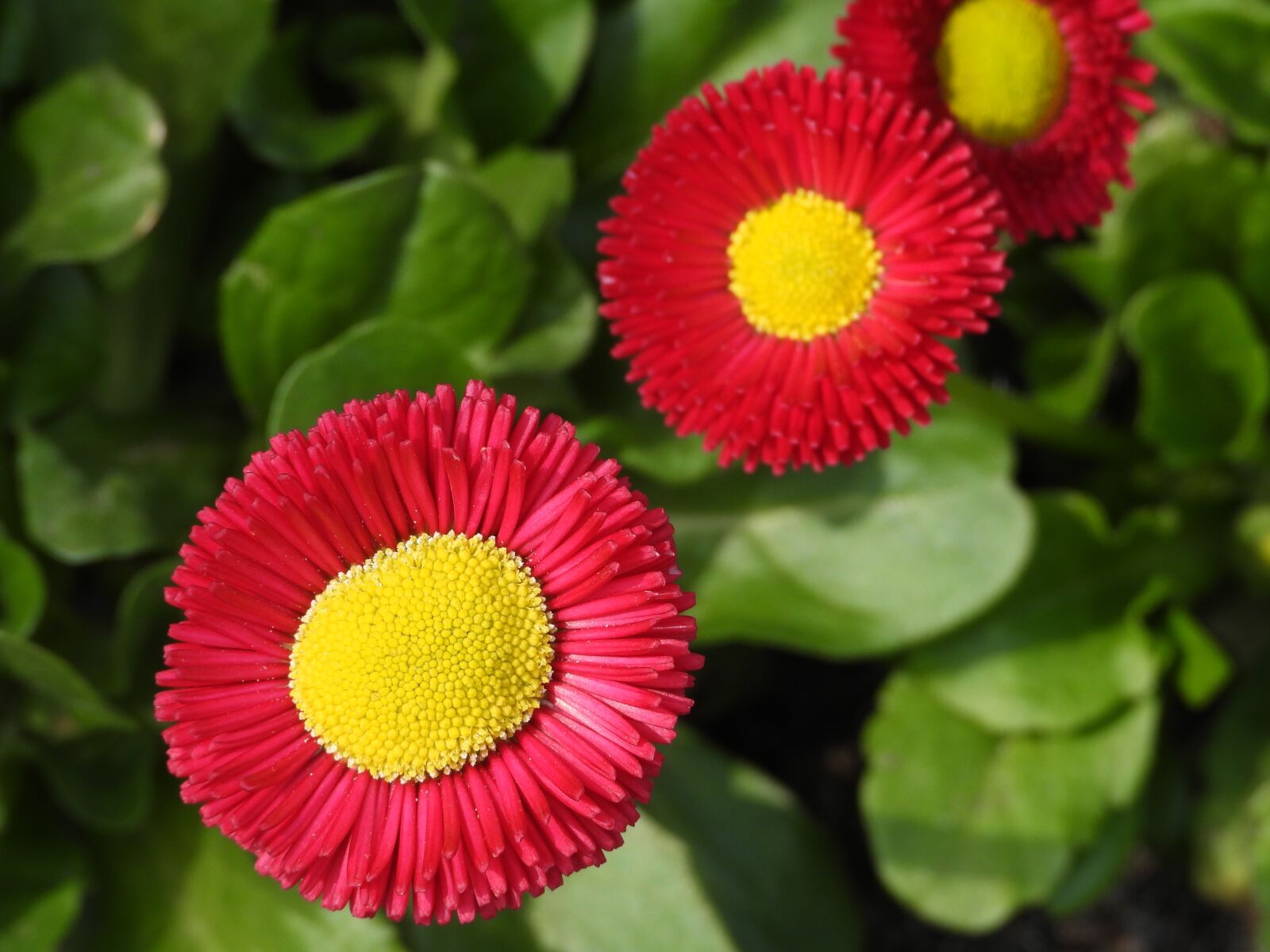 Nikon Coolpix P1000 sample photo. Daisy, flowers, potted photography