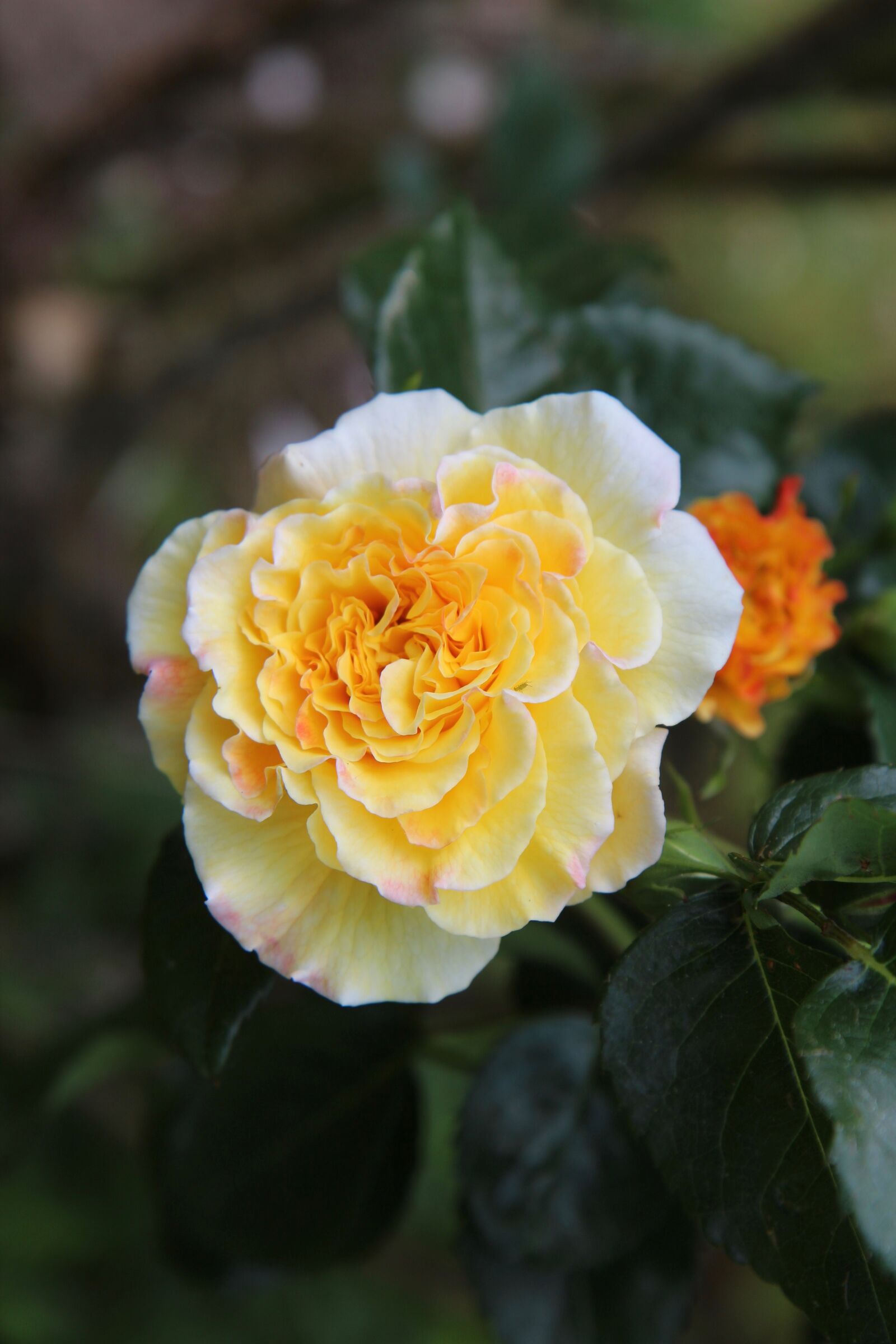 Canon EOS 600D (Rebel EOS T3i / EOS Kiss X5) sample photo. Pink, rosebush, yellow rose photography