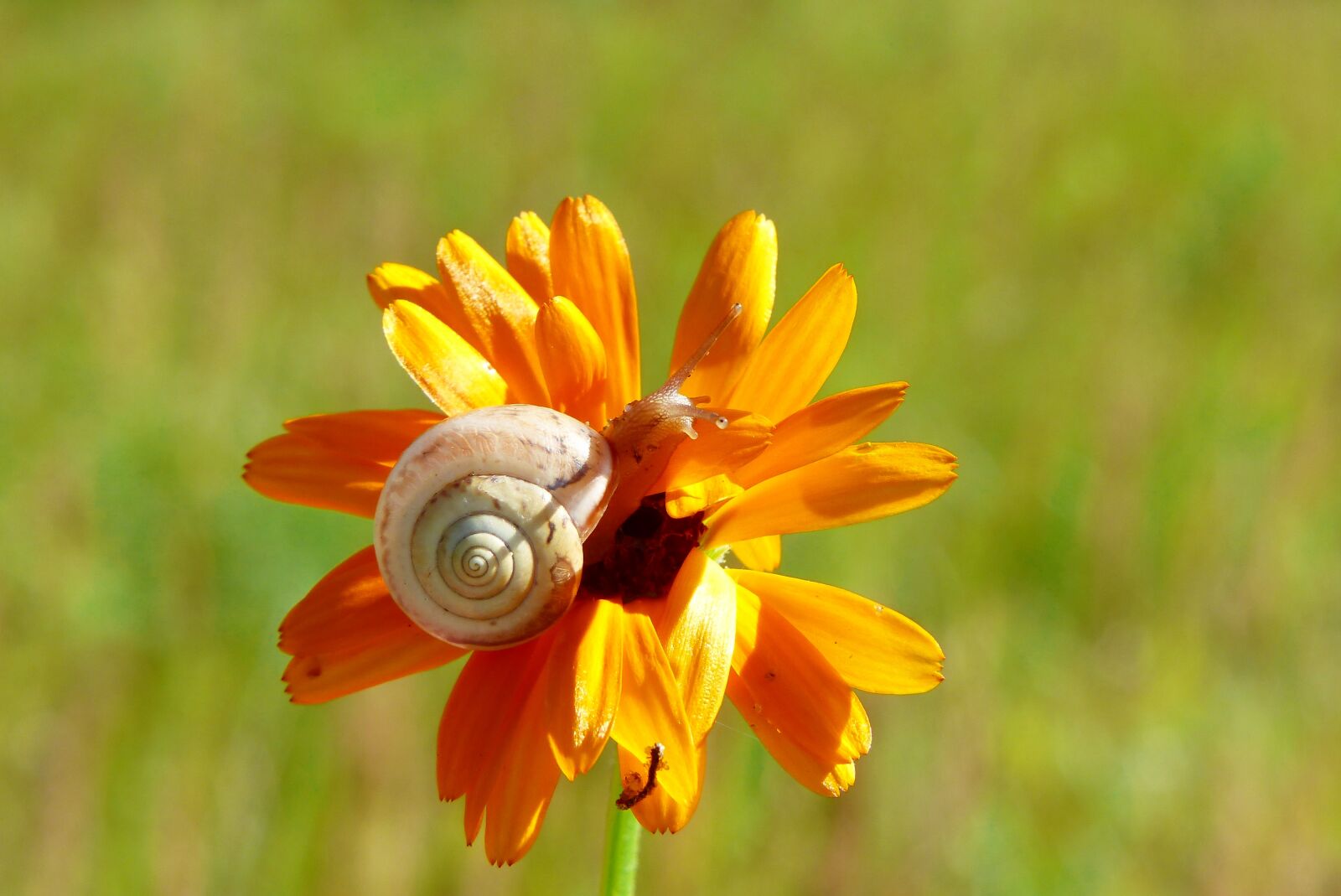 Panasonic Lumix DMC-FZ200 sample photo. Snail, molluscs, flower photography