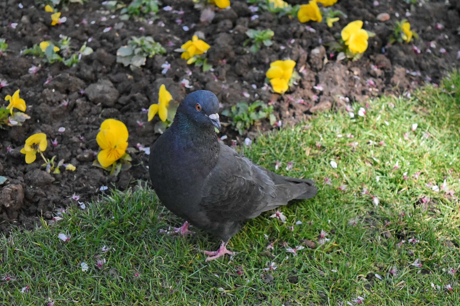 Nikon D5500 sample photo. Dove, bird, nature, outdoors photography