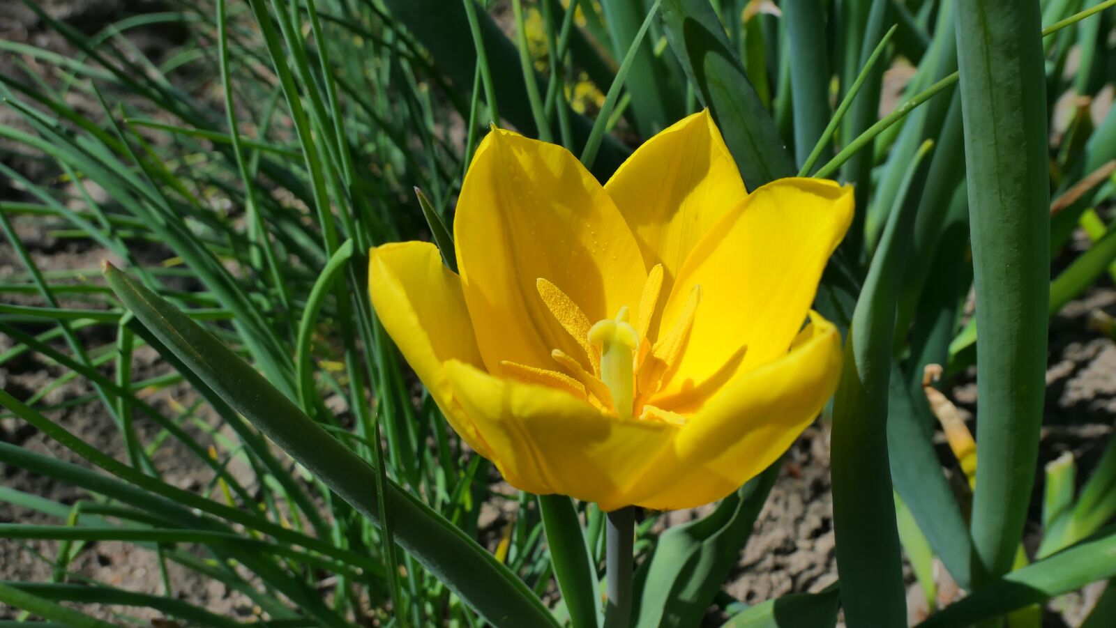 Panasonic Lumix DMC-LX10 (Lumix DMC-LX15) sample photo. Tulip, yellow, flower photography