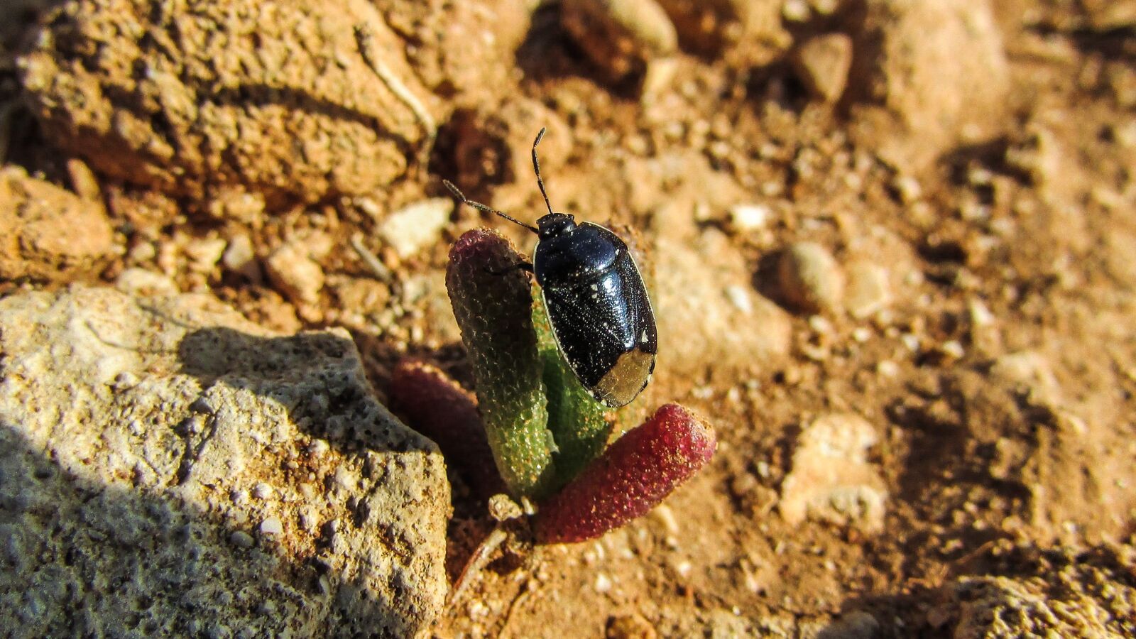 Canon PowerShot SX400 IS sample photo. Beetle, insect, animal photography