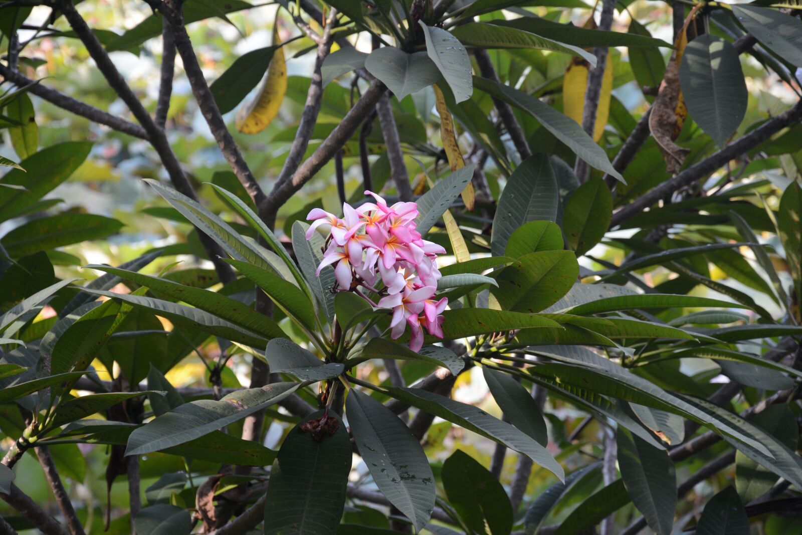 Nikon D7100 sample photo. Flower, afternoon, summer photography
