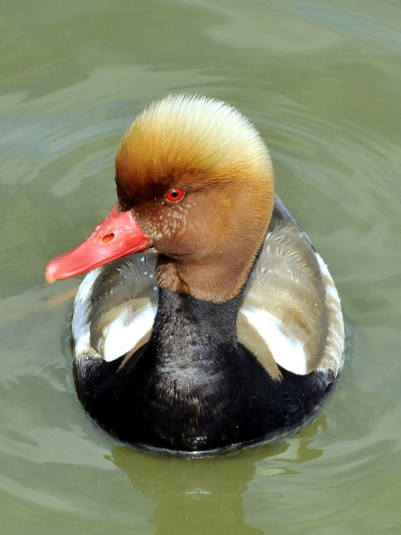 Nikon D3 sample photo. Pochard, netta rufina, anatidae photography