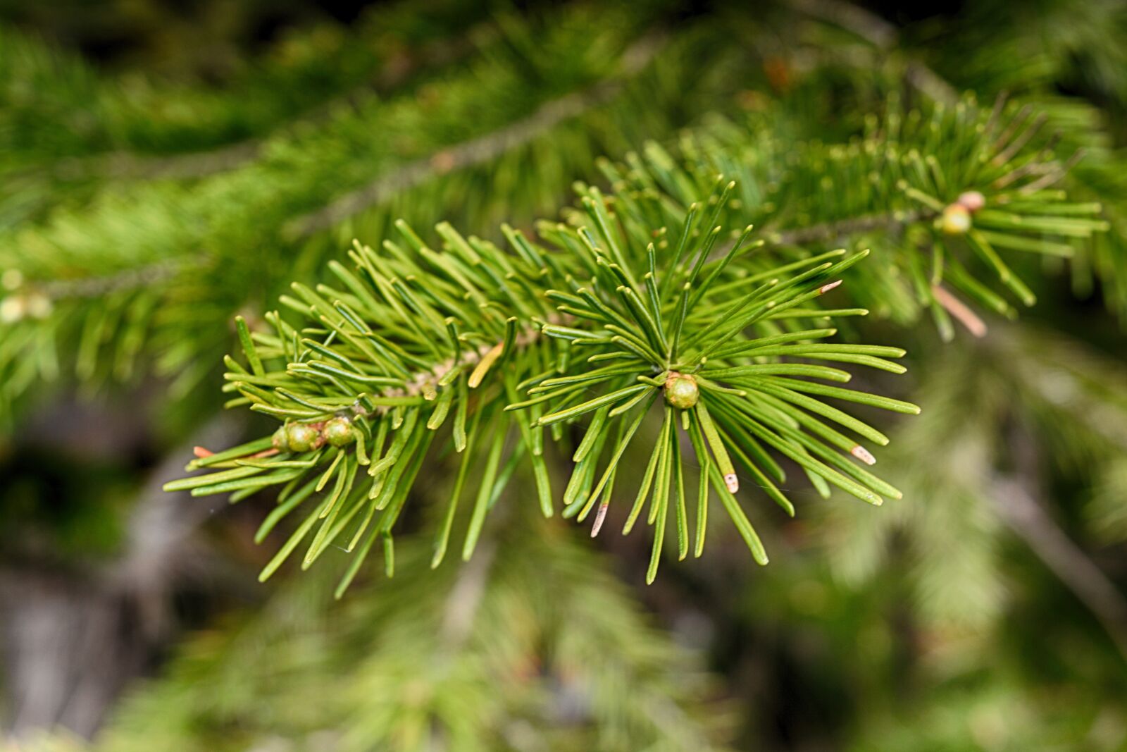 Nikon D5200 sample photo. Tree, coniferous tree, needle photography