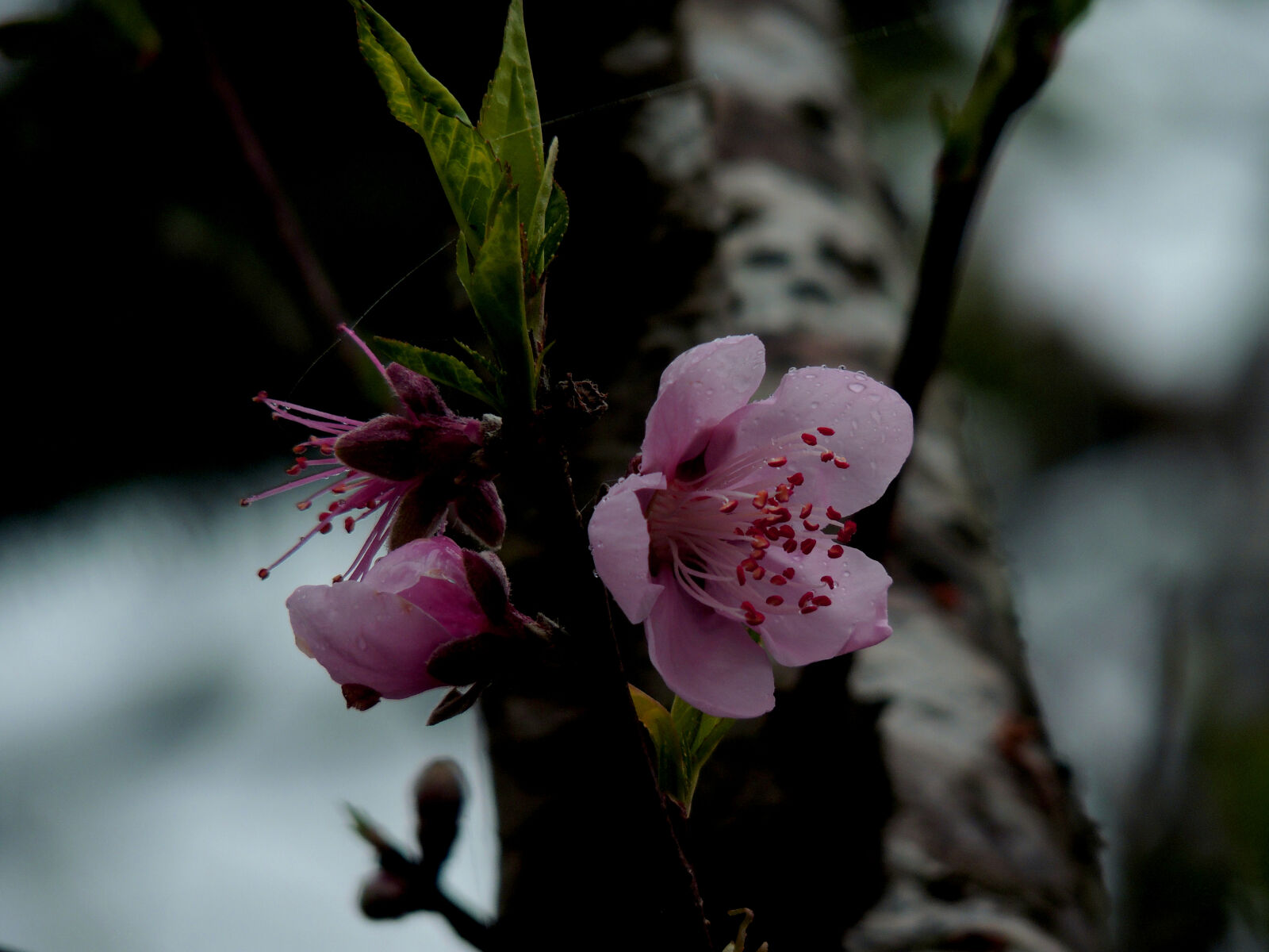 Nikon Coolpix P510 sample photo