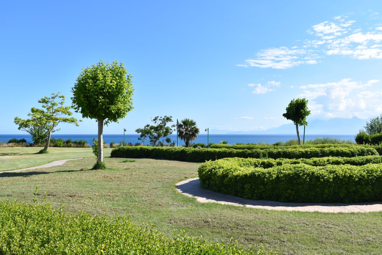 Nikon D3500 sample photo. Park, tree, green photography