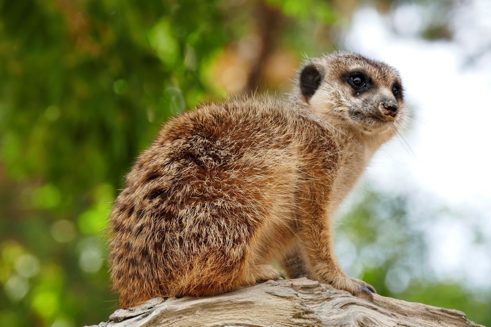 Panasonic Lumix DMC-FZ1000 sample photo. Meerkat, zoo, mammal photography