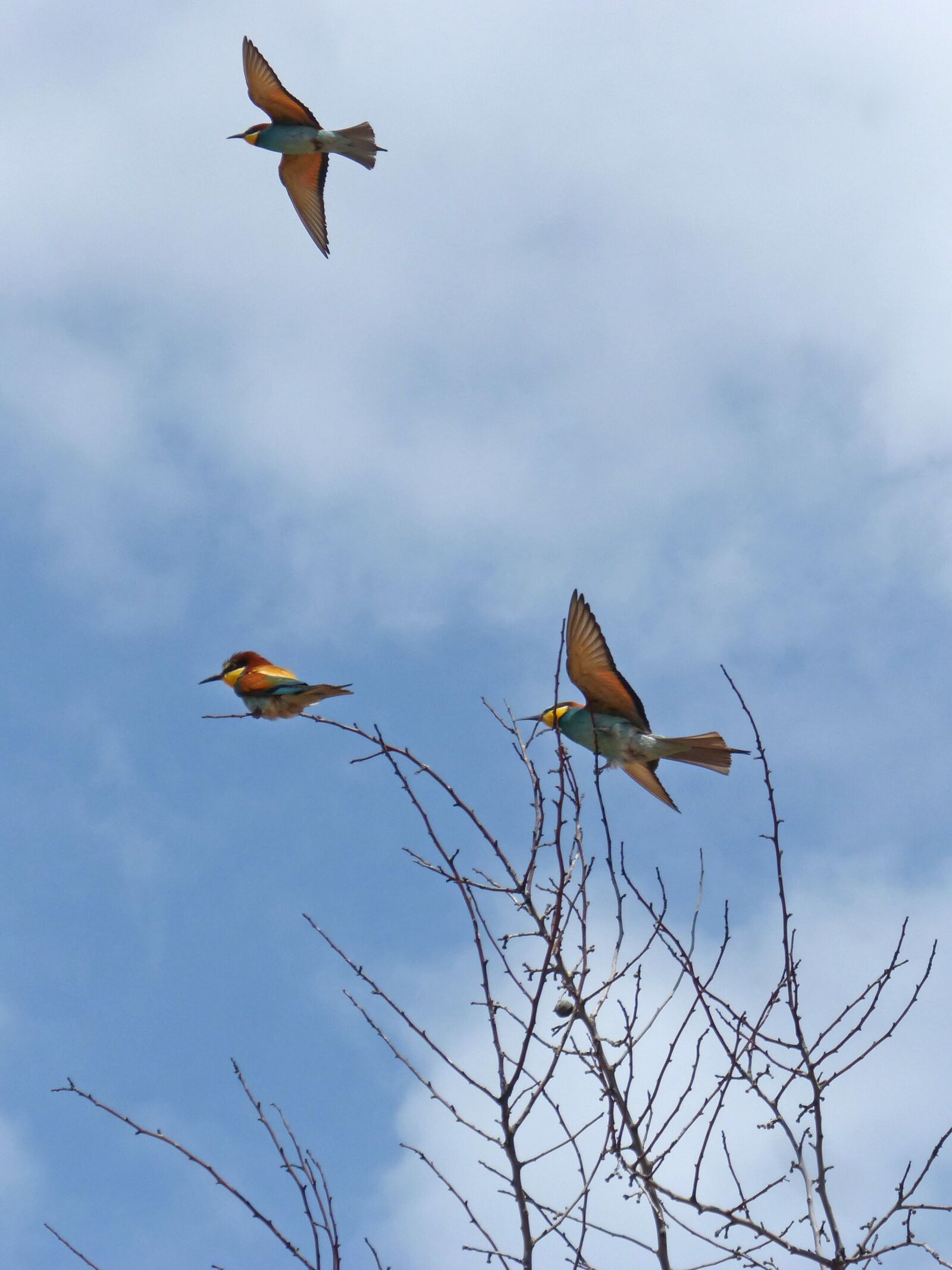 Panasonic DMC-FZ62 sample photo. Bird, bee-eater, abellerol photography