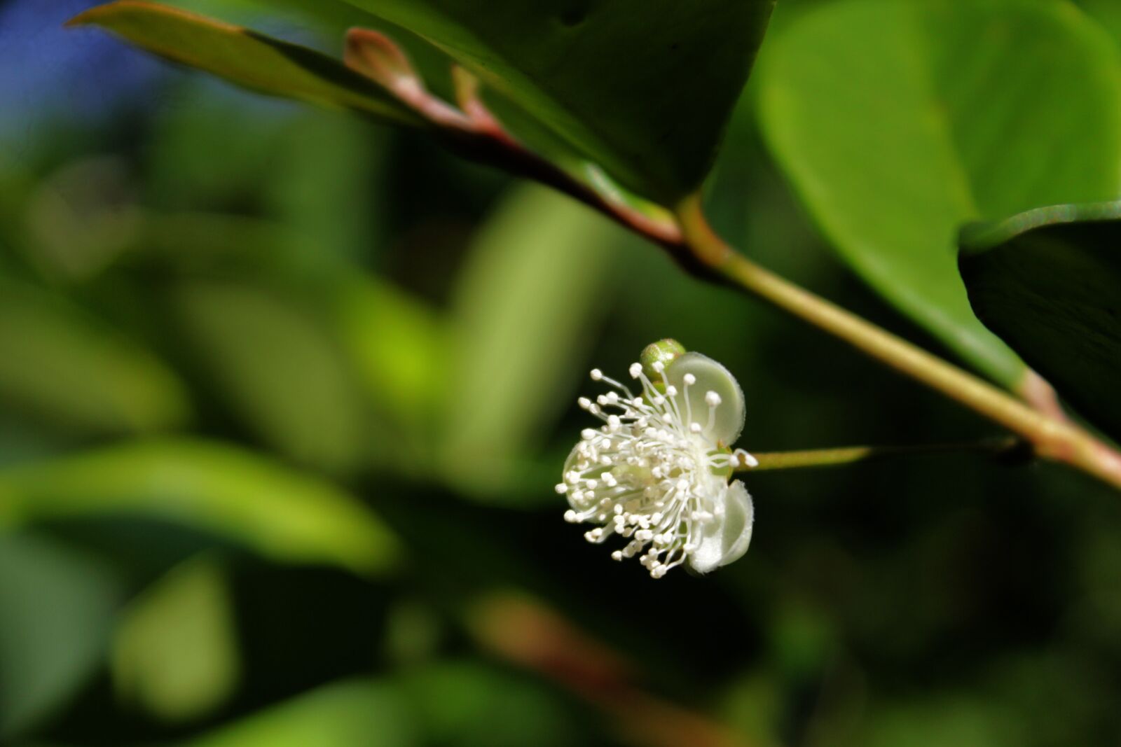 Canon EOS 1100D (EOS Rebel T3 / EOS Kiss X50) sample photo. Beach cherry flower, plant photography
