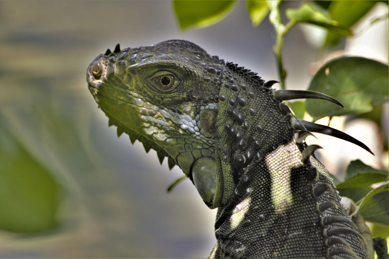 Nikon D7100 sample photo. Iguana, lizard, dragon photography