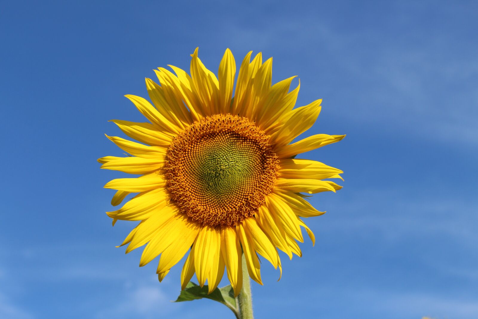 Canon EOS 700D (EOS Rebel T5i / EOS Kiss X7i) sample photo. Sunflower, rays, blue sky photography