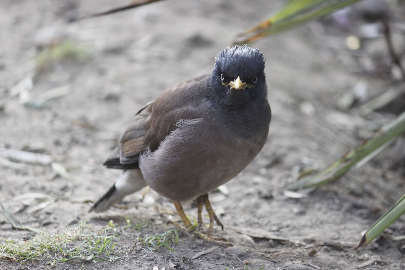 Canon EOS 600D (Rebel EOS T3i / EOS Kiss X5) sample photo. Bird photography, outdoor, nature photography