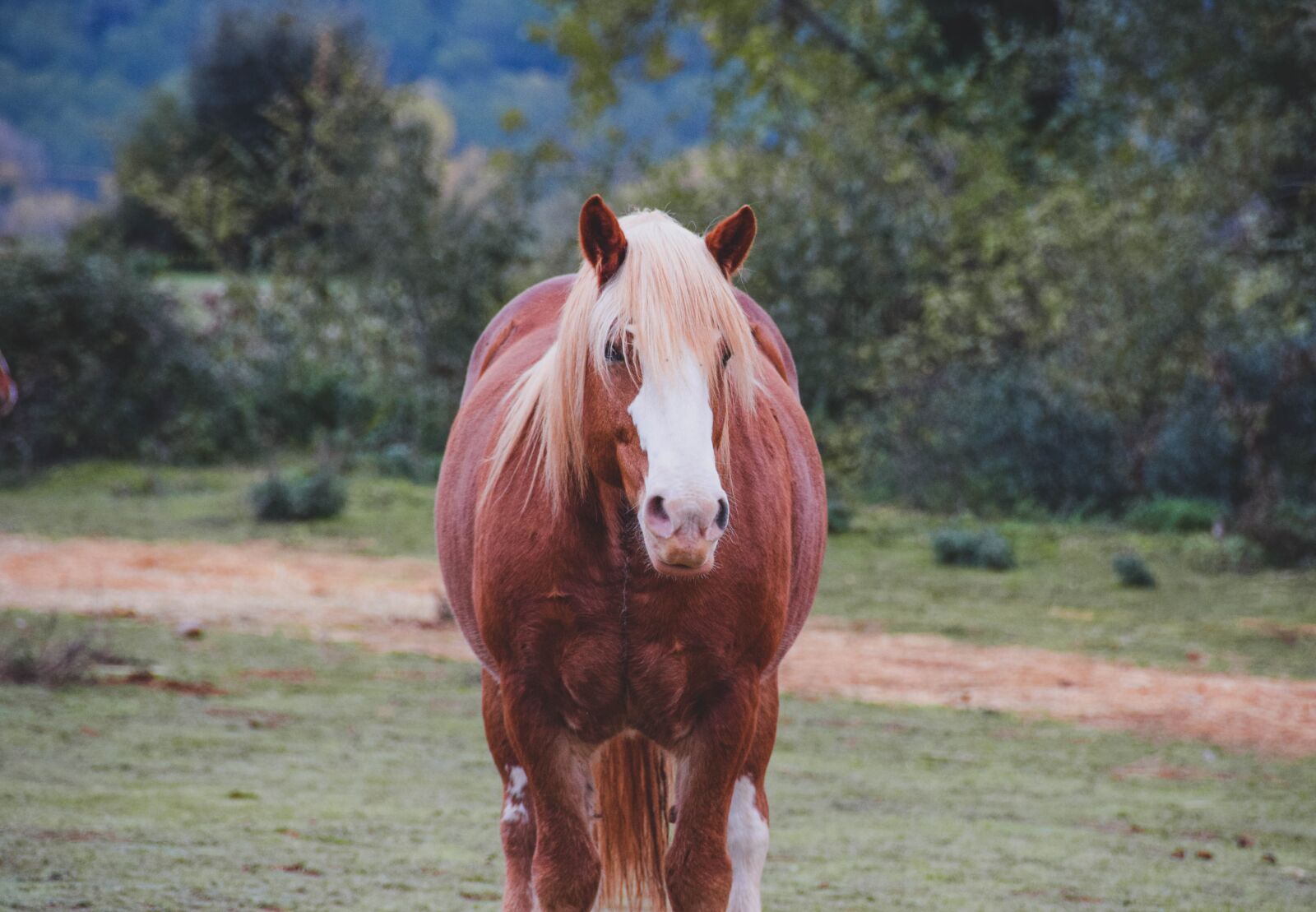 Nikon D5300 sample photo. Horse, equestrian, wild photography