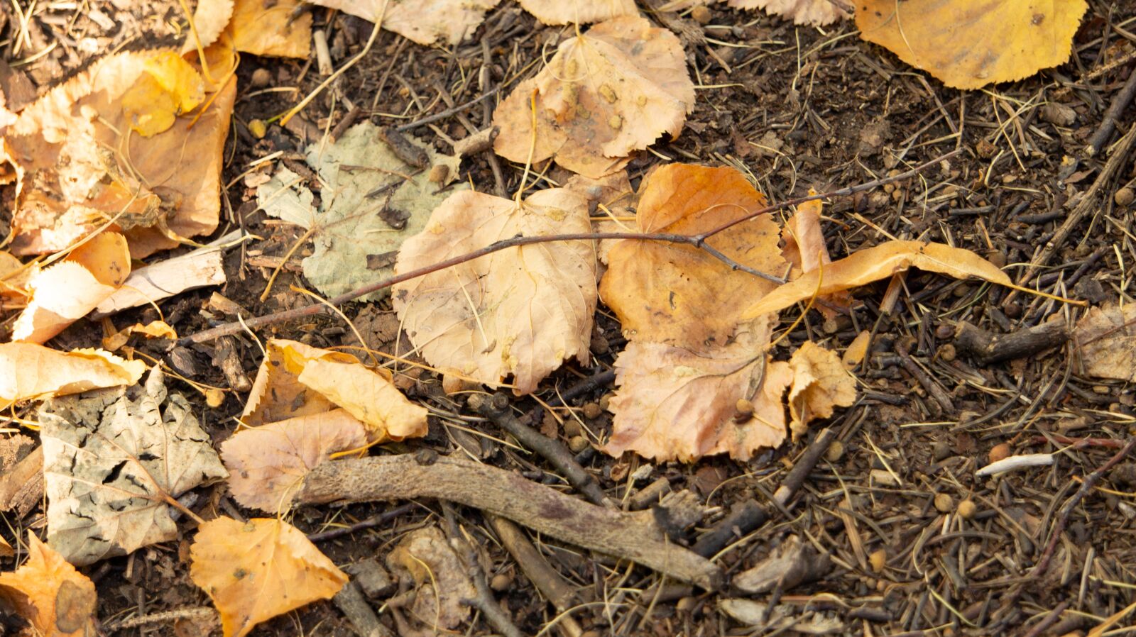 Sony Alpha NEX-5 sample photo. Leaves, autumn, brown photography