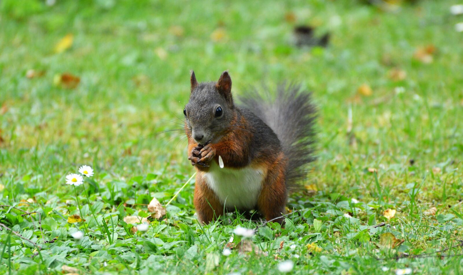 Nikon D3200 sample photo. Squirrel, nager, rodent photography
