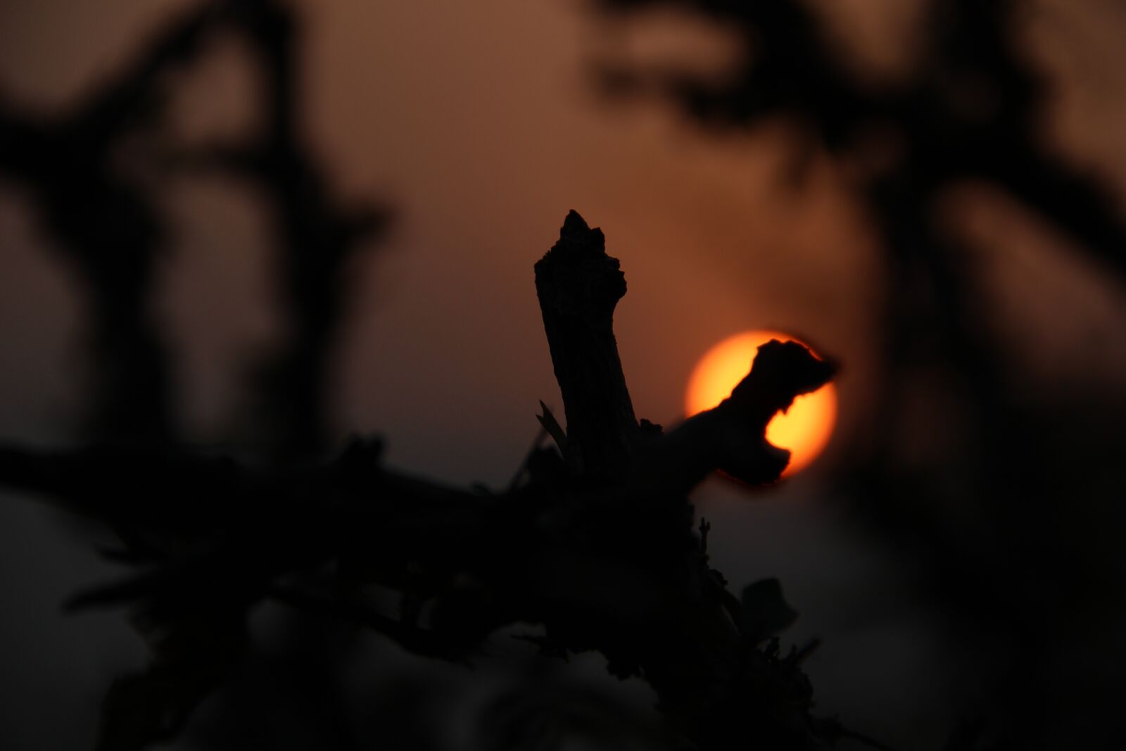 Canon EF-S 18-135mm F3.5-5.6 IS sample photo. Pushkar, sunrise, india photography