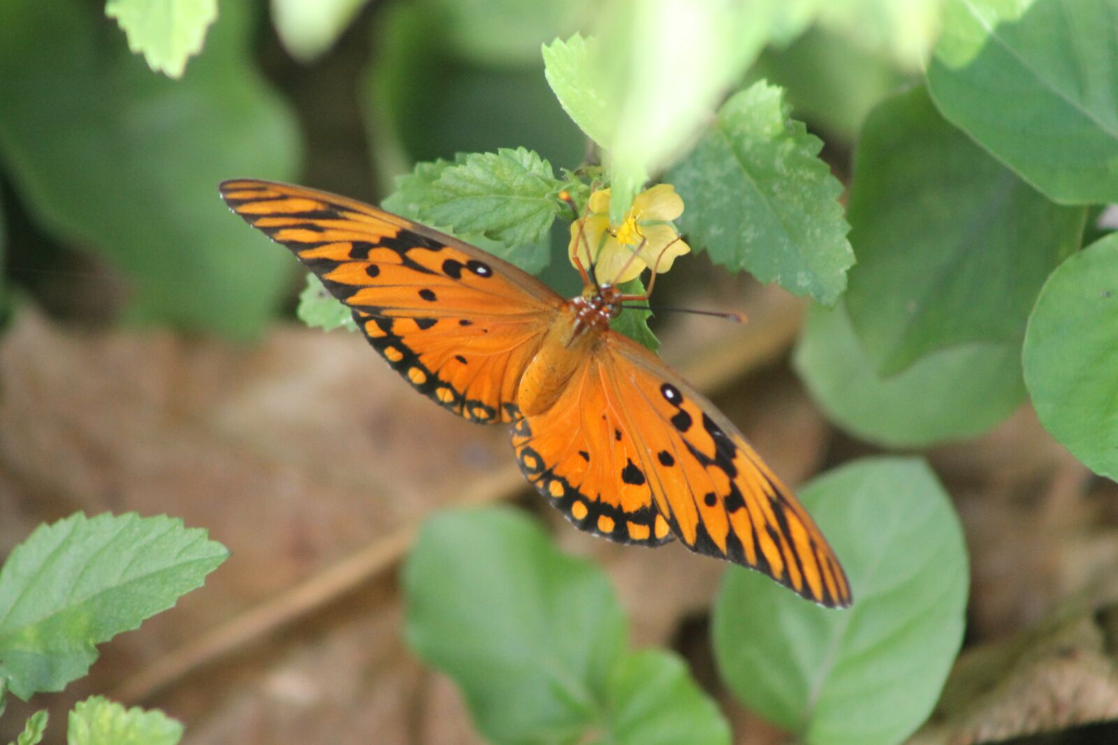 Canon EOS 1100D (EOS Rebel T3 / EOS Kiss X50) + Canon EF75-300mm f/4-5.6 sample photo. Butterfly, nature, insect photography