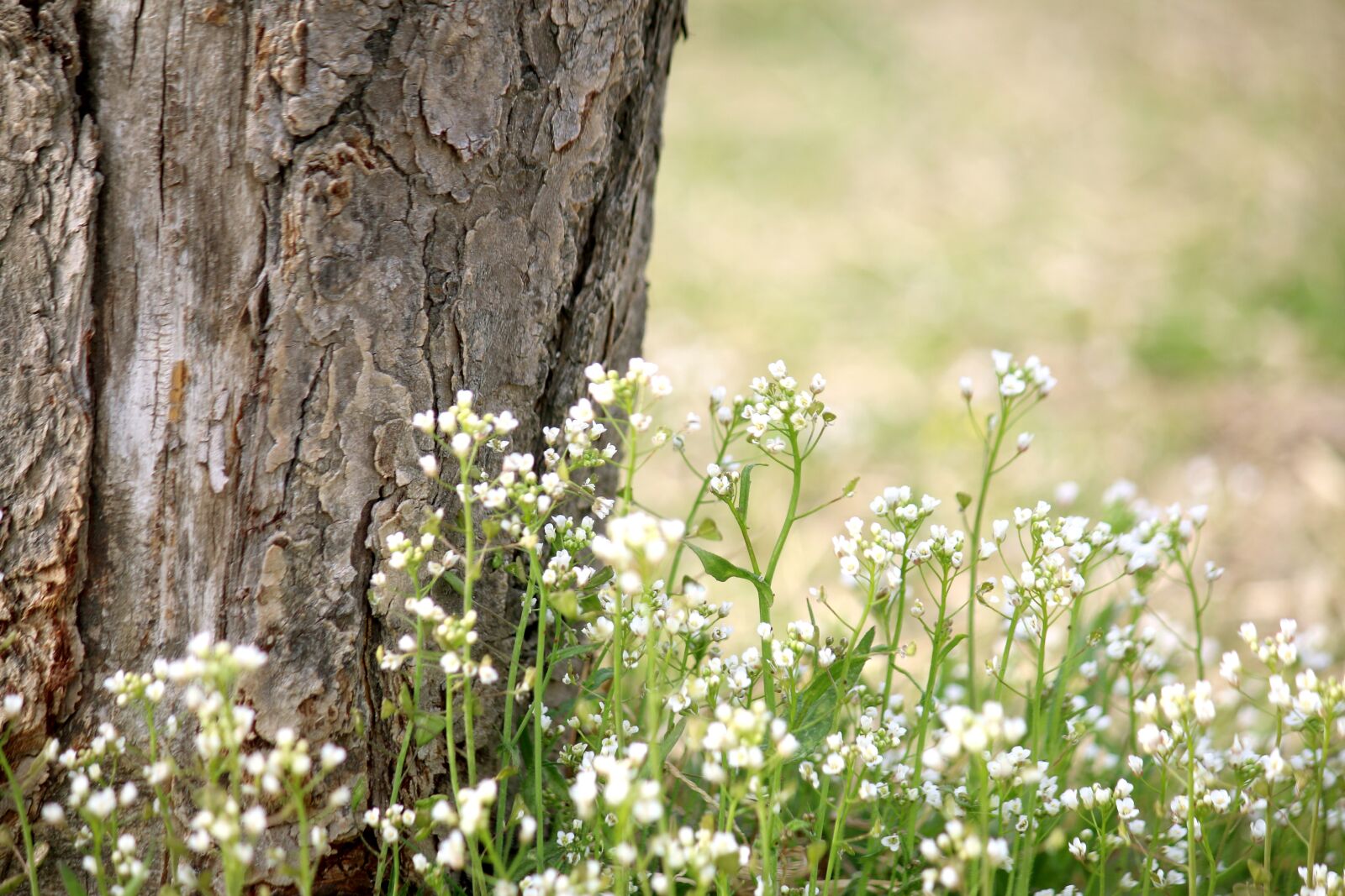 Canon EF-S 55-250mm F4-5.6 IS sample photo. Wood, flowers, plants photography