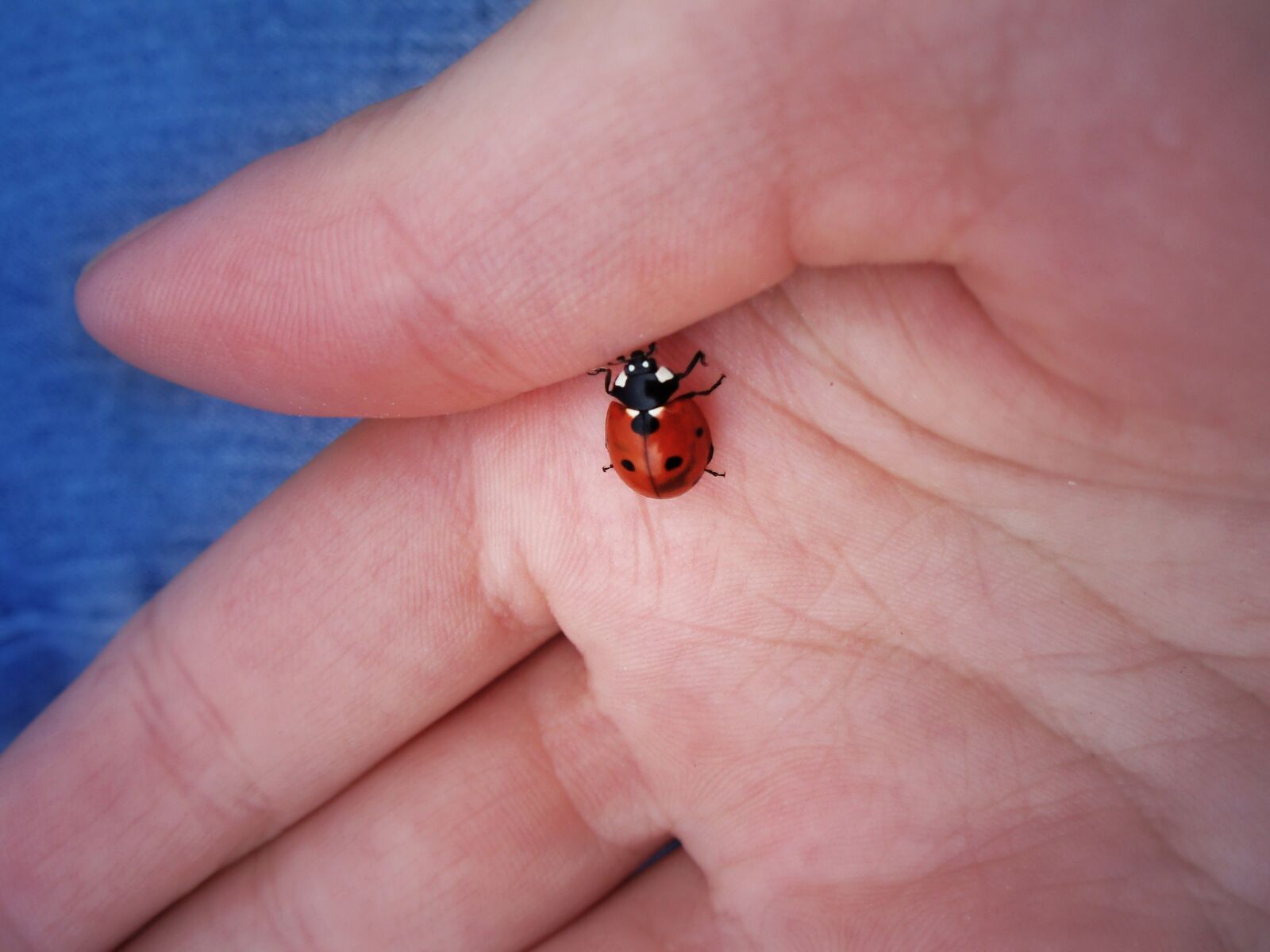 Olympus u700,S700 sample photo. Ladybug, luck, hand photography