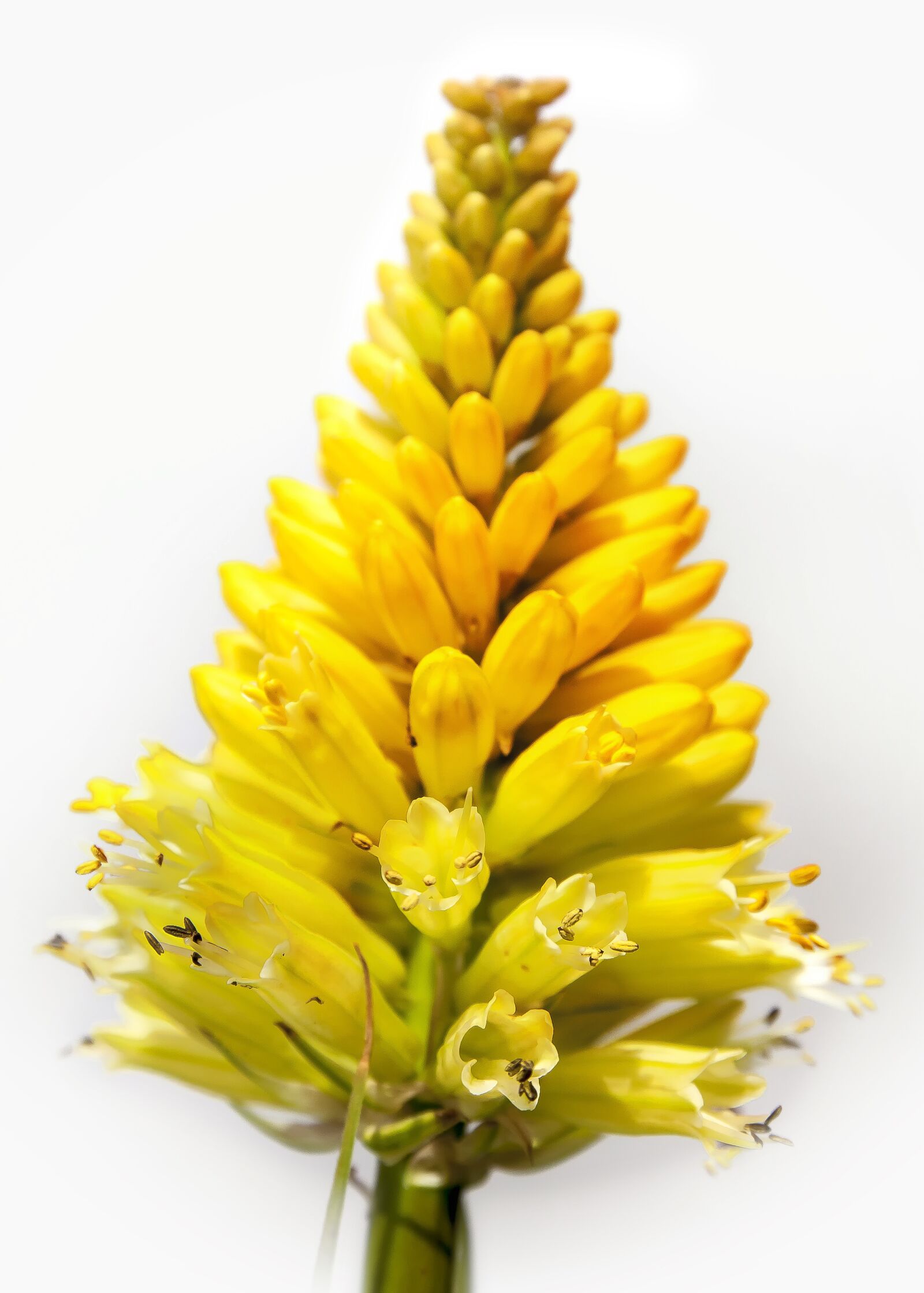 Canon EOS 50D sample photo. Flower, blossom, bloom photography
