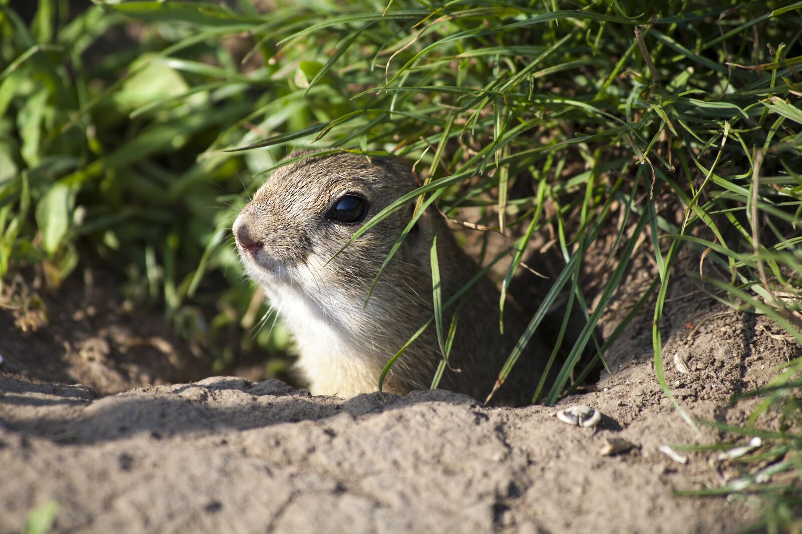 Canon EOS 5D Mark II sample photo. European ground squirrel, rodent photography