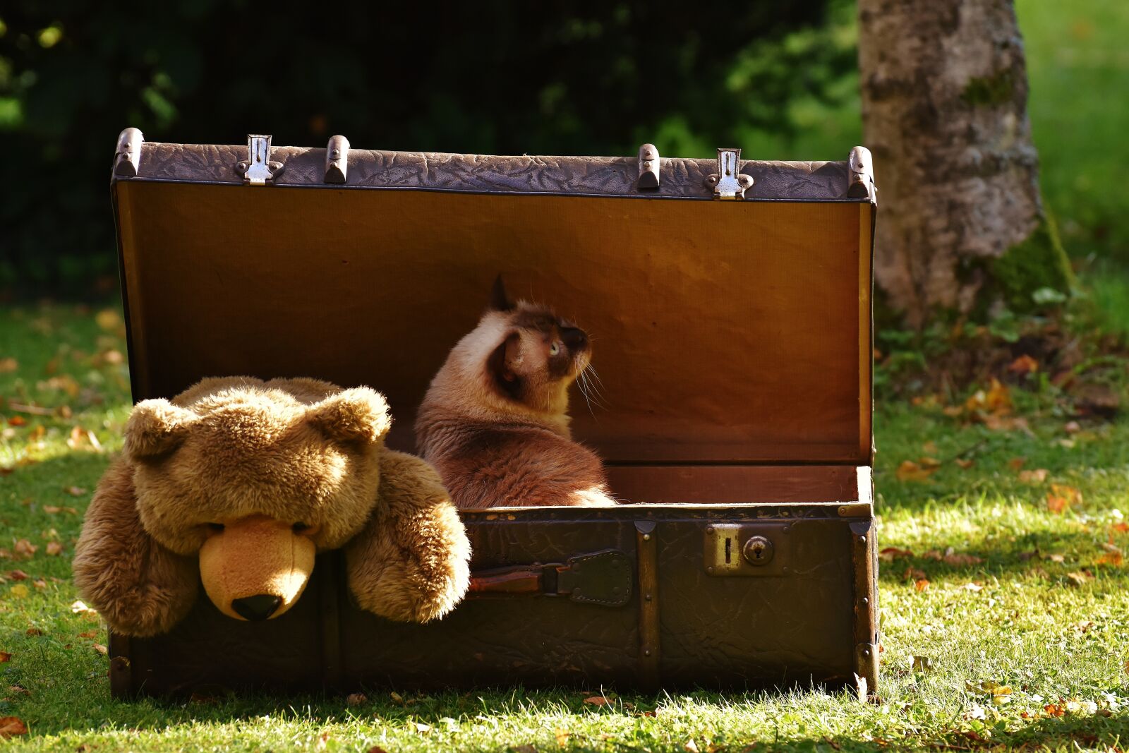 Nikon D7200 sample photo. Luggage, antique, teddy photography