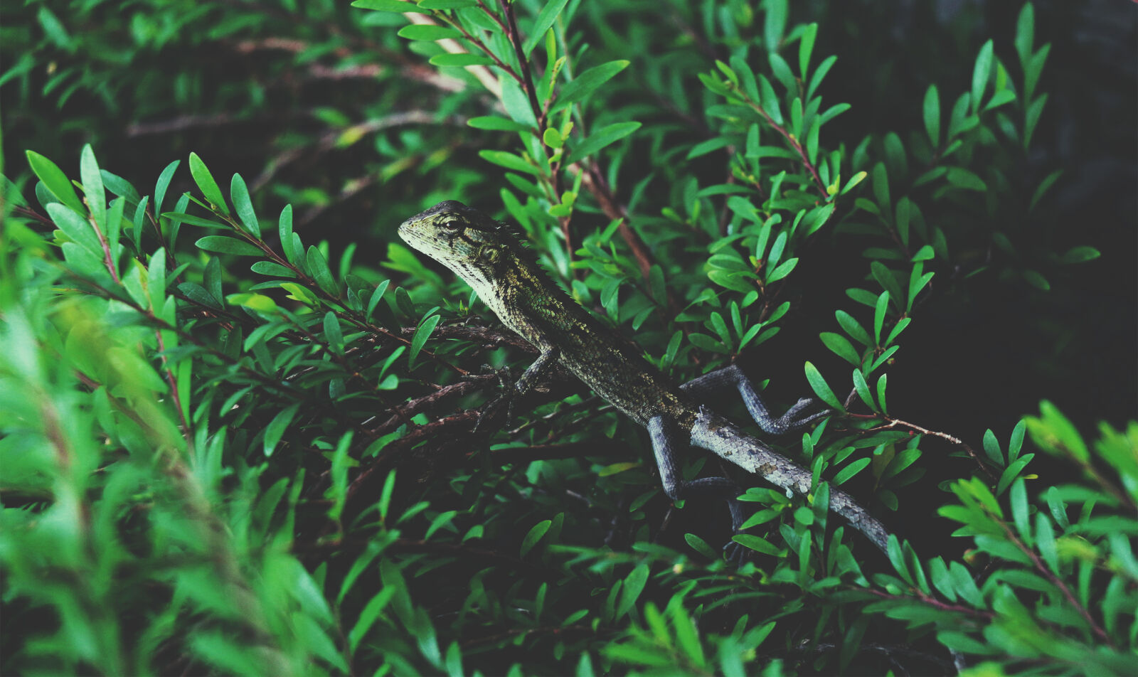 Canon EOS 70D sample photo. Animal, animal, photography, blur photography