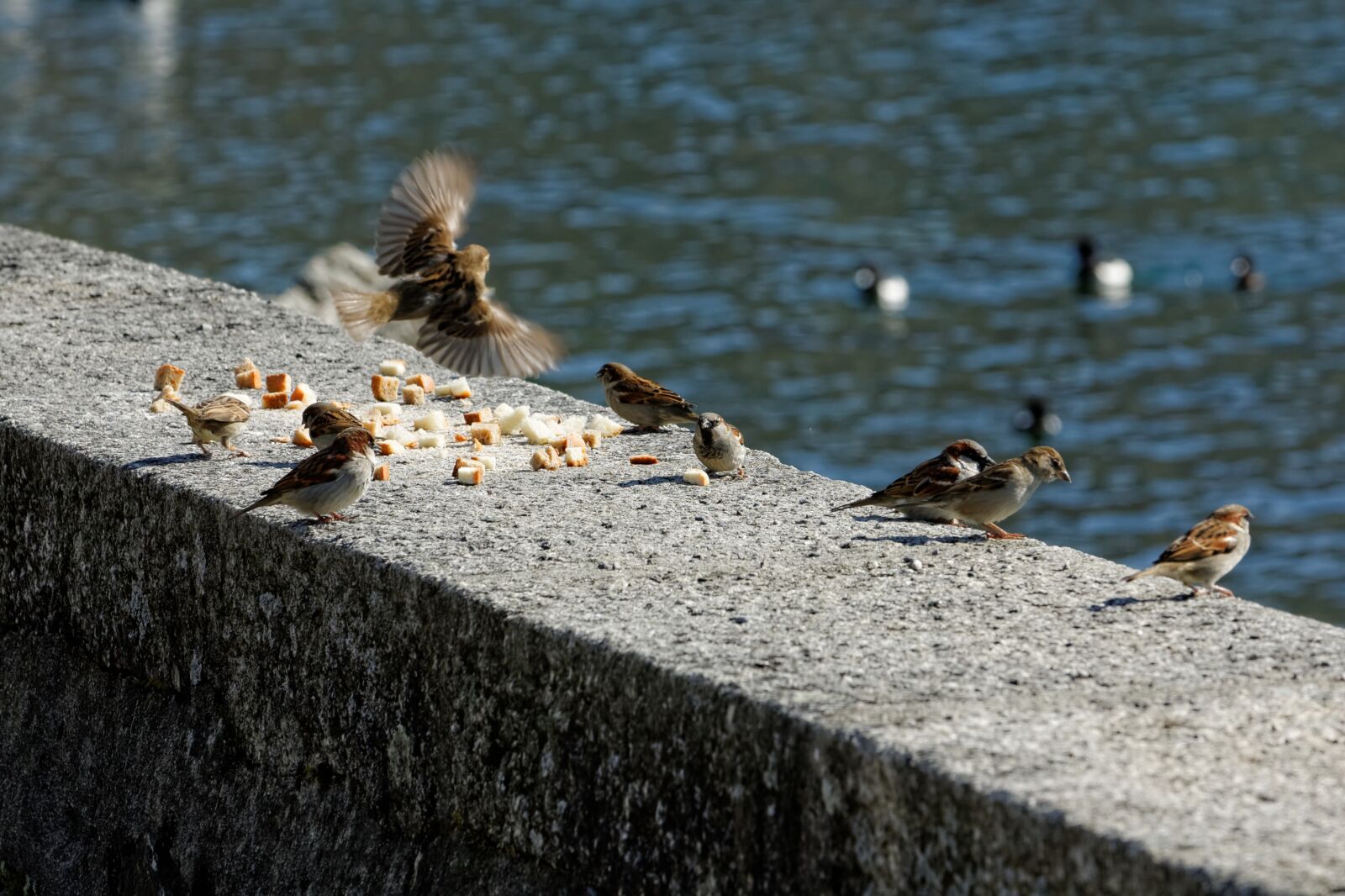 Nikon D50 sample photo. Birds, lake, water photography