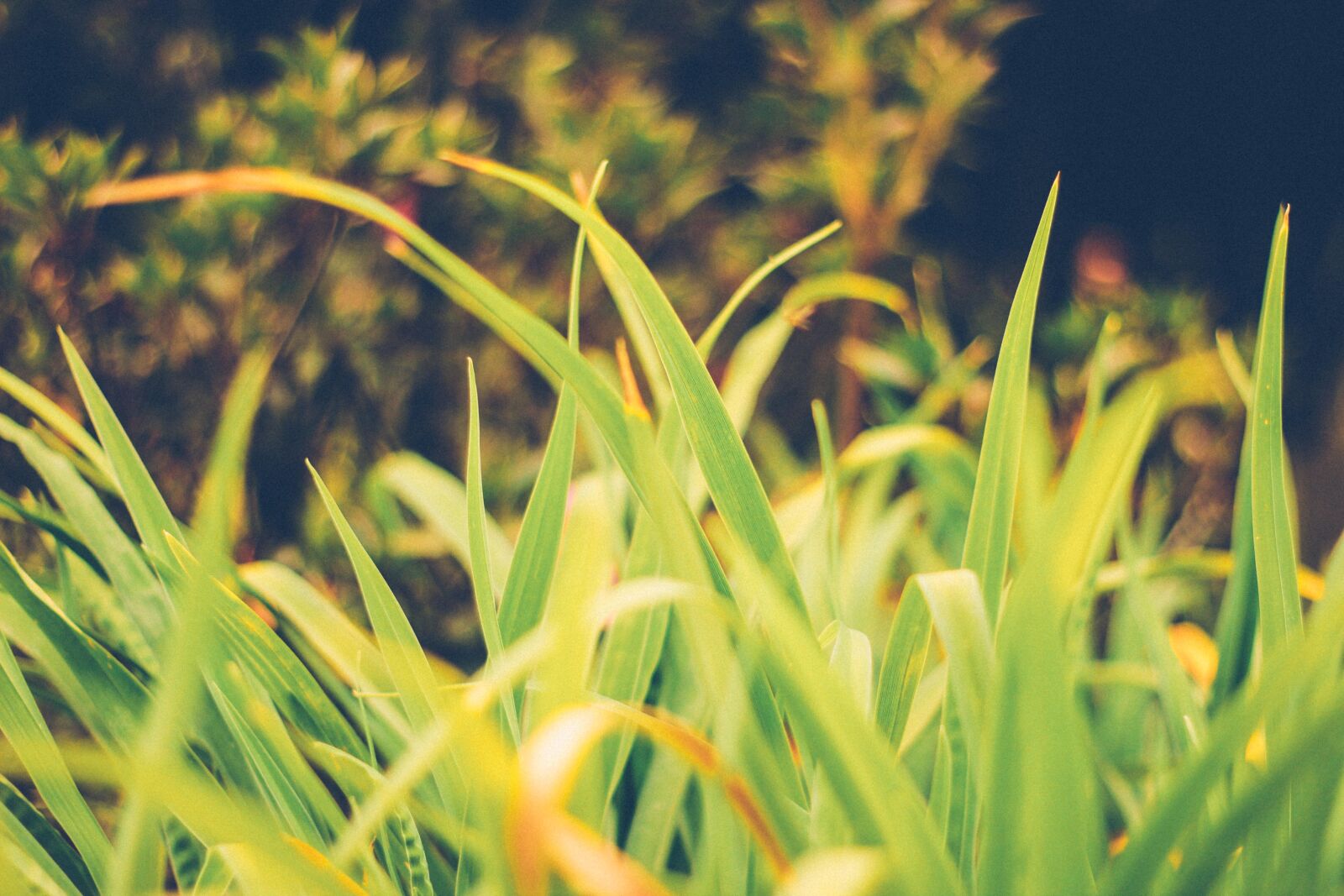 Canon EOS 60D + Canon EF 50mm F1.8 II sample photo. Bokeh, evergreen, green, mothernature photography