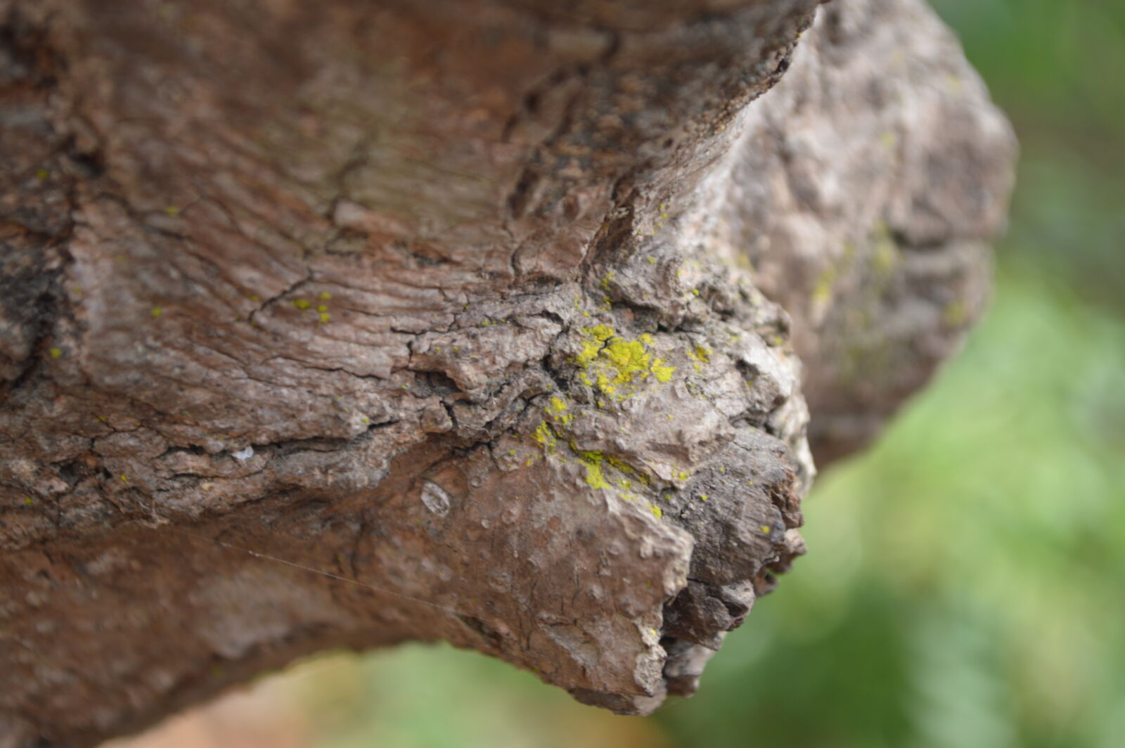 Nikon D3200 sample photo. Orange, tree photography