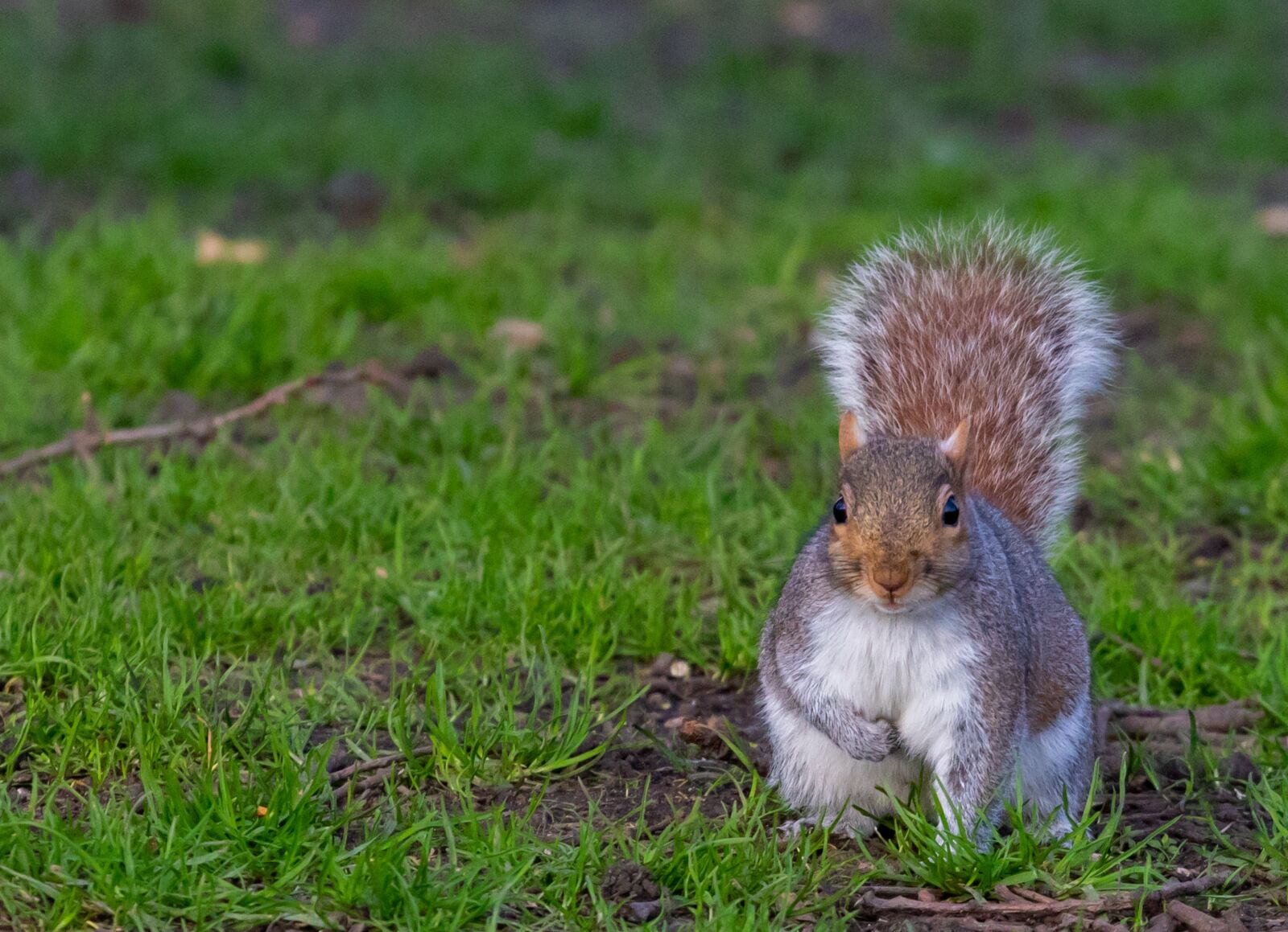 Canon EOS 7D Mark II + Canon EF 70-200mm F4L USM sample photo. Grey squirrel, squirrel watching photography