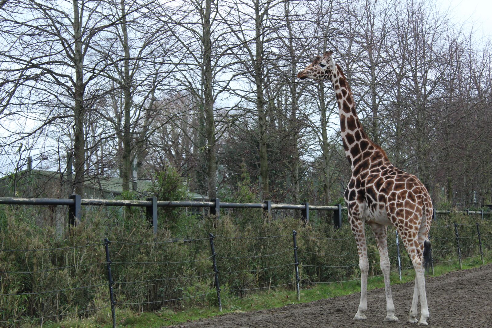 Canon EOS 4000D (EOS Rebel T100 / EOS 3000D) sample photo. Giraffe, zoo, wildlife photography