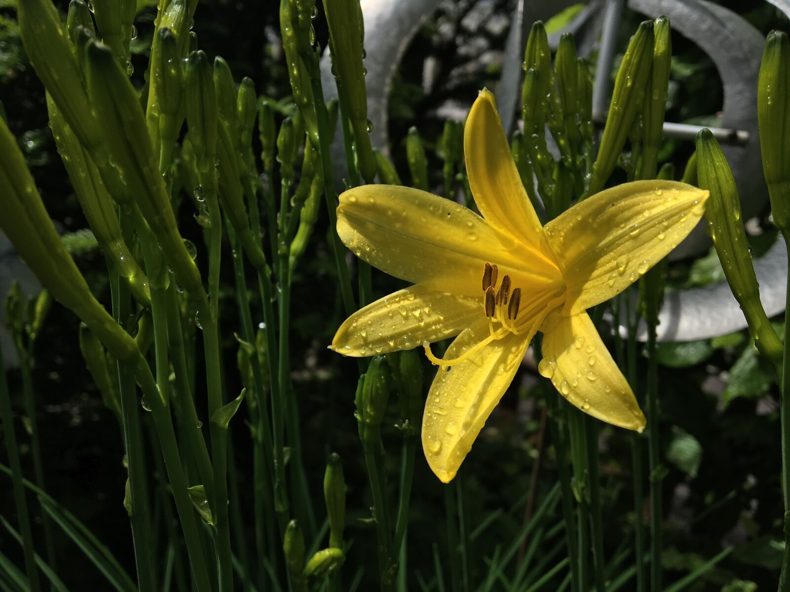 Apple iPad Pro sample photo. Yellow, daylily, blossom photography