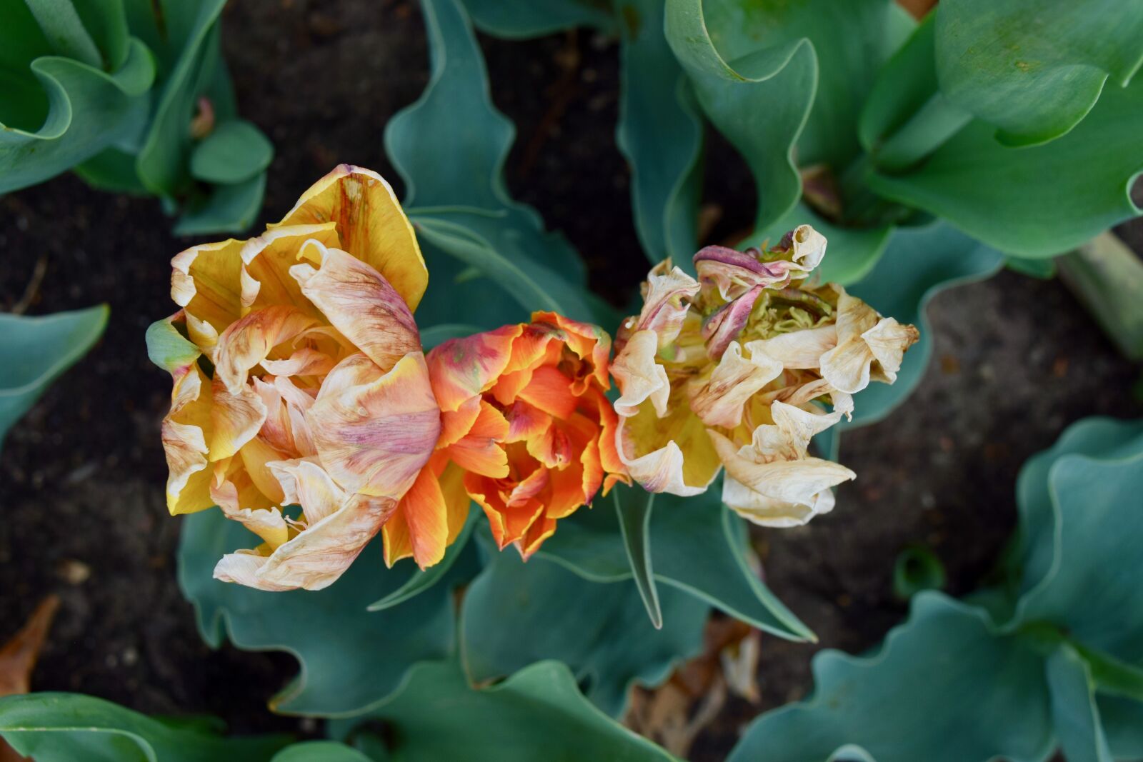 Nikon D3300 sample photo. Flower, dry, nature photography