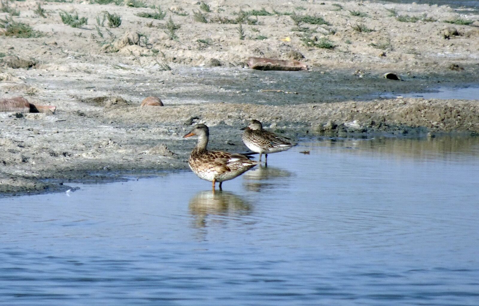 Sony Cyber-shot DSC-HX90V sample photo. Duck, gadwall, mareca strepera photography