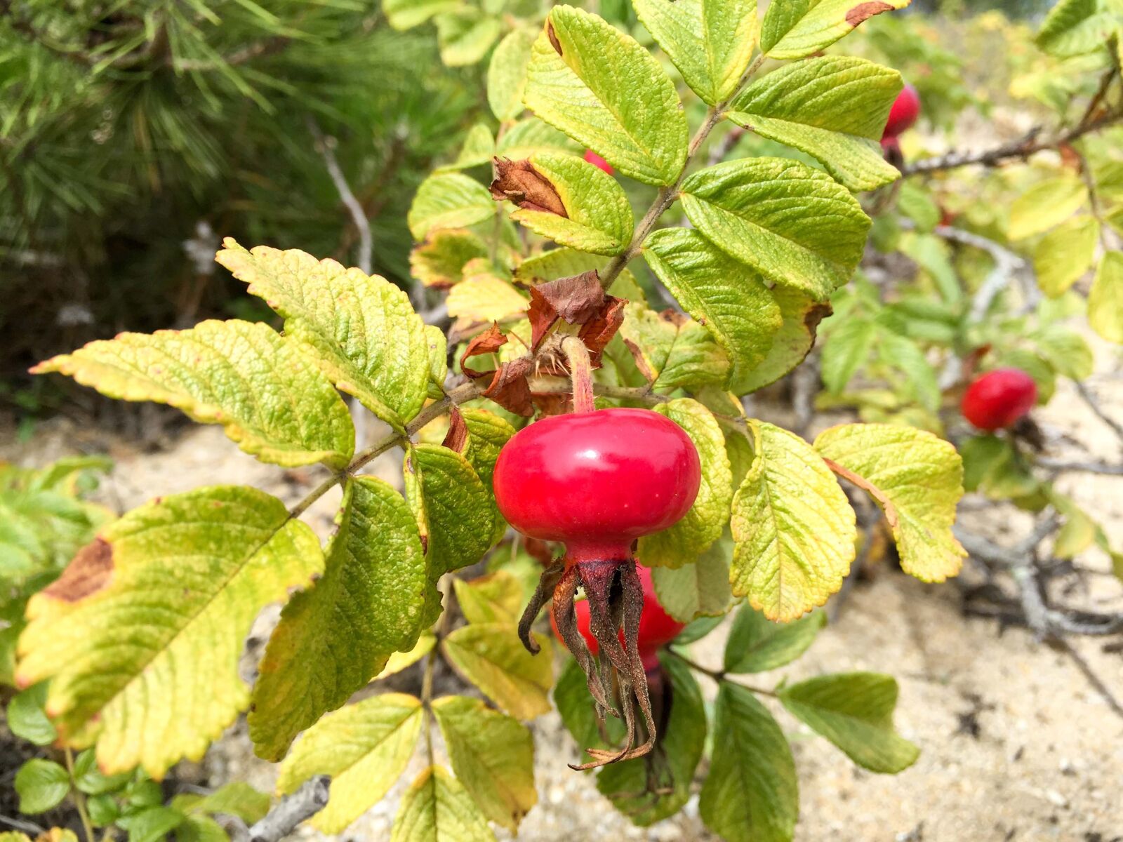 iPhone 6 Plus back camera 4.15mm f/2.2 sample photo. Rosehip, rosa rugosa fruits photography