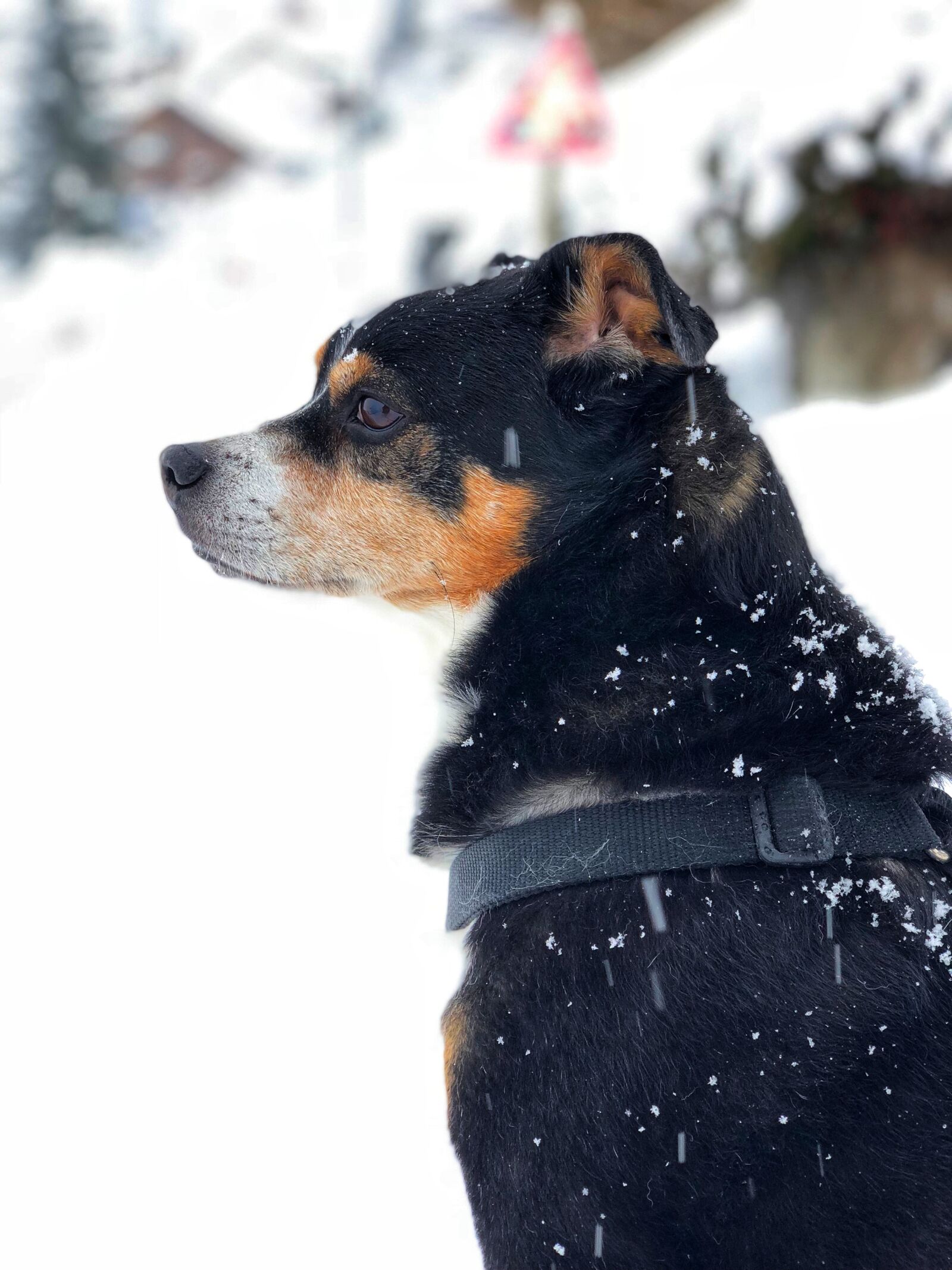iPhone X back dual camera 6mm f/2.4 sample photo. Dog, animal, cute photography