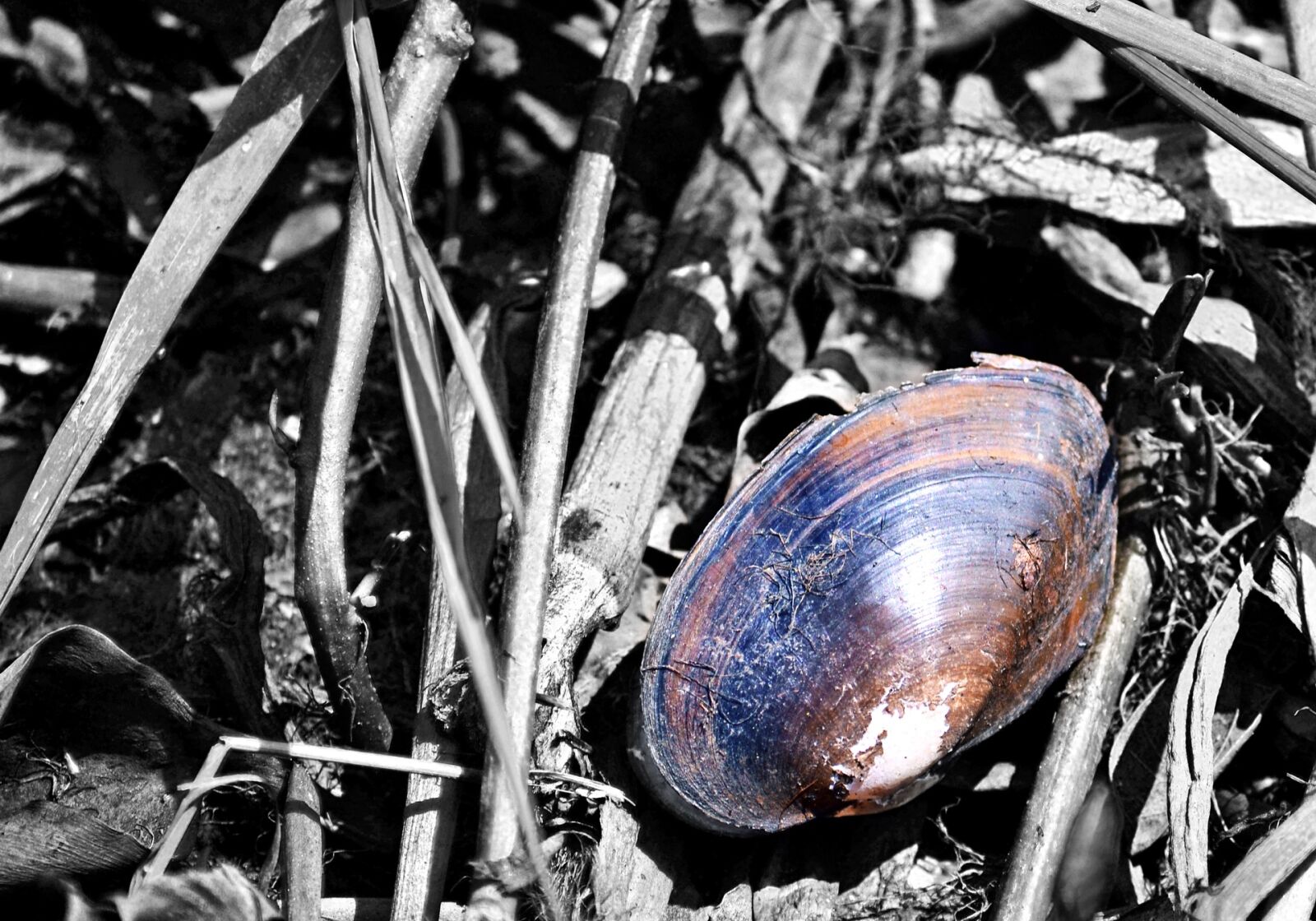 Nikon D3100 sample photo. Shells, dead shells, snails photography