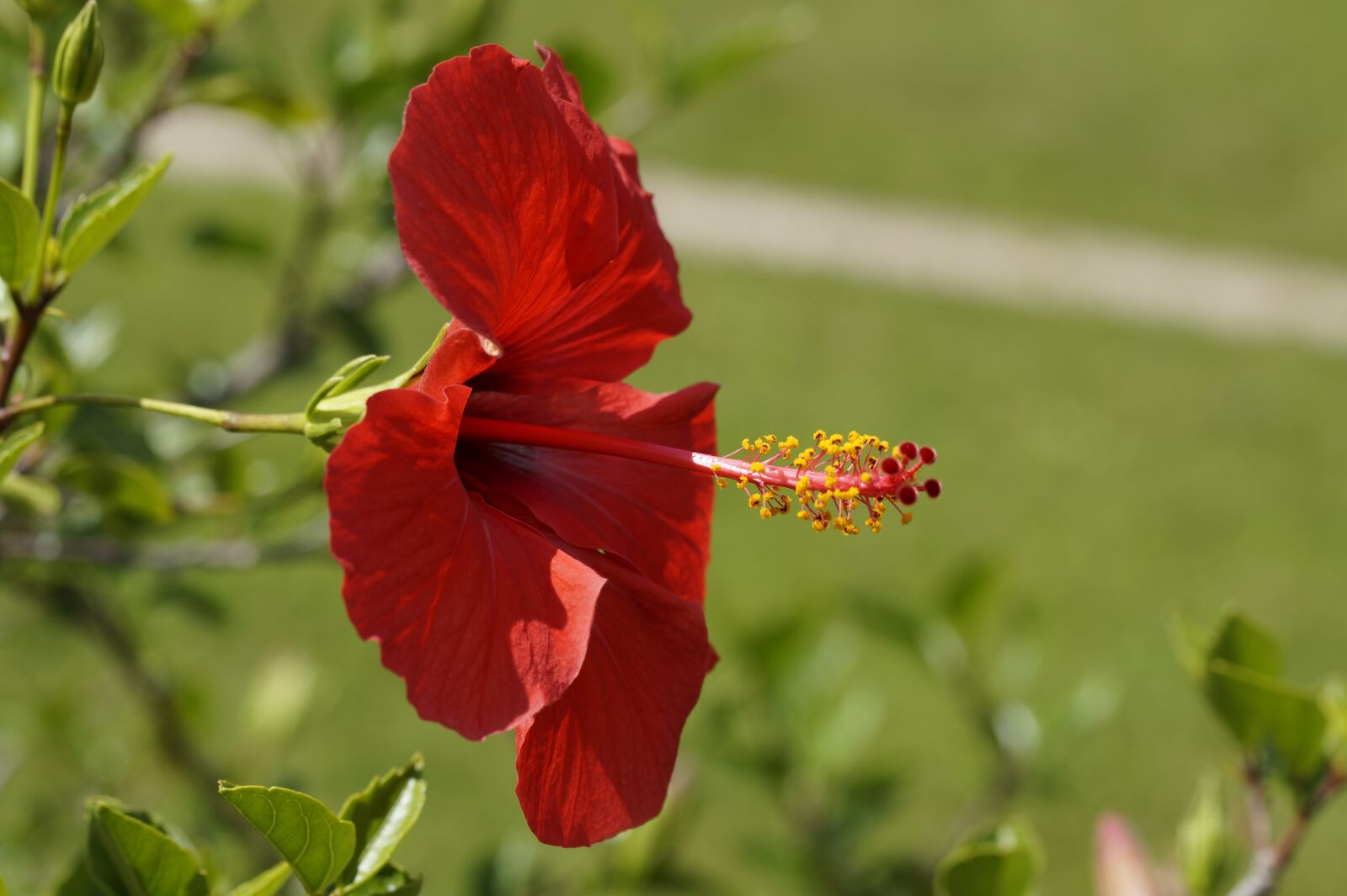 Tamron SP AF 60mm F2 Di II LD IF Macro sample photo. Hibiscus, red, blossom photography