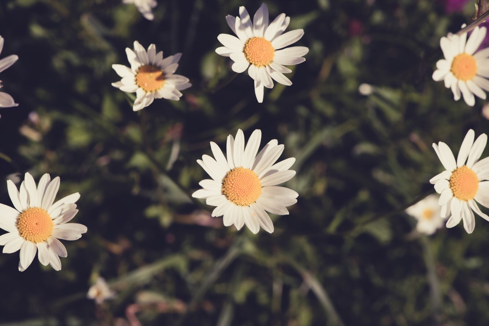 Nikon D750 sample photo. Flowers, wildflowers, daisies photography