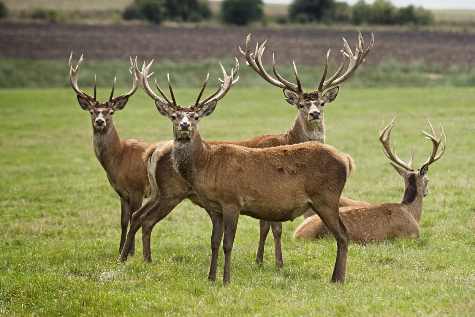 Sony ILCA-77M2 + Minolta AF 200mm F2.8 HS-APO G sample photo. European deer, hart, animal photography