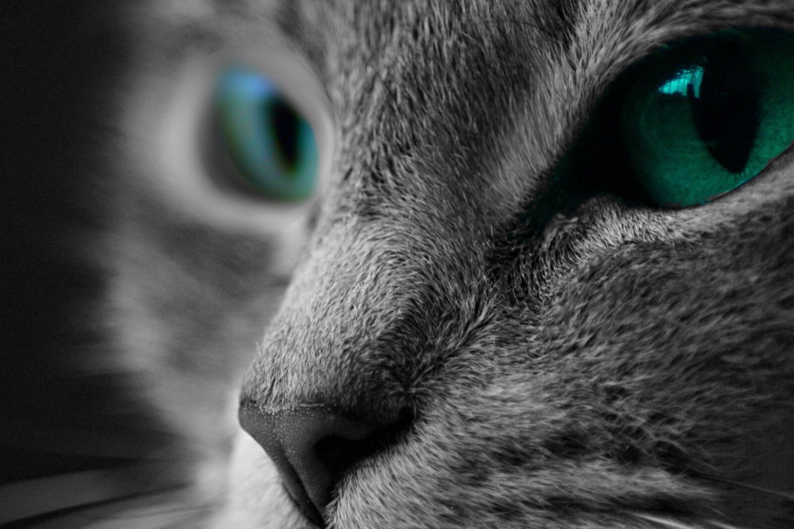 Sony SLT-A58 sample photo. Cat, macro, macro photography photography