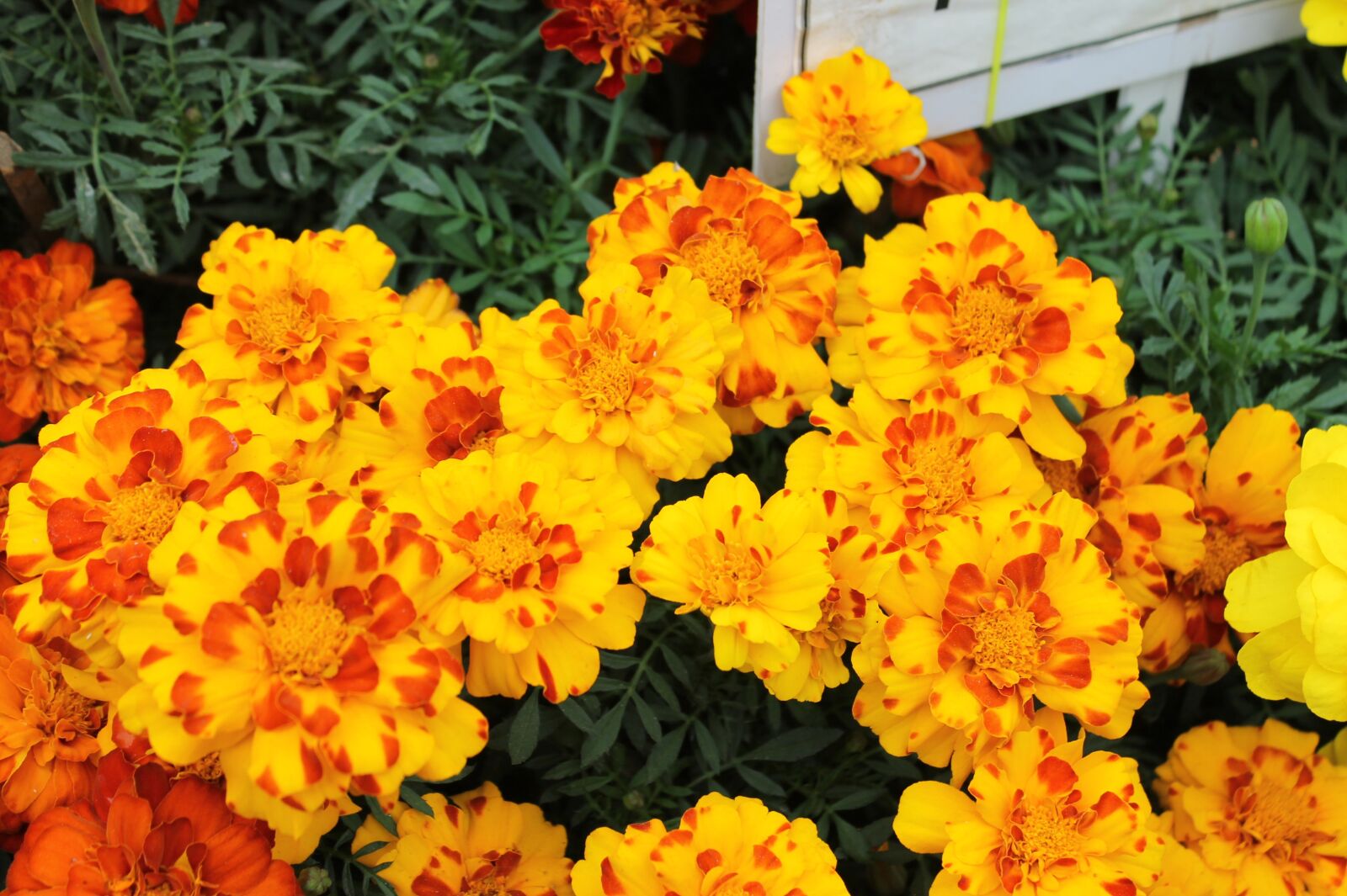 Canon EOS 1100D (EOS Rebel T3 / EOS Kiss X50) sample photo. Marigold, flowers, garden photography
