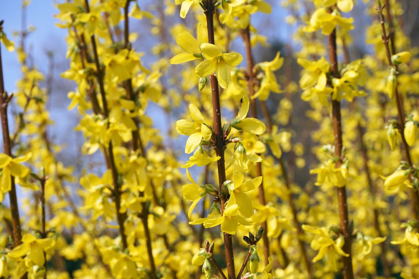 Sony a6000 sample photo. Forsythia, sepals, gold lilac photography