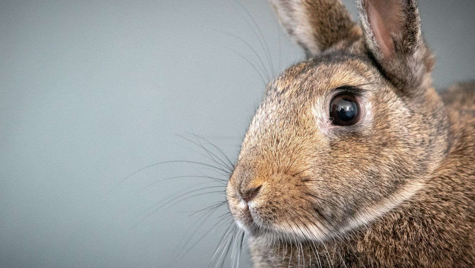 Canon EOS 7D Mark II sample photo. Rabbit, animal, nature photography