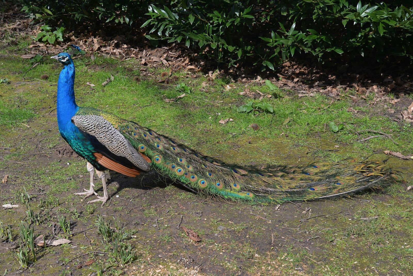 Nikon D800 sample photo. Peacock, plumage, bird photography